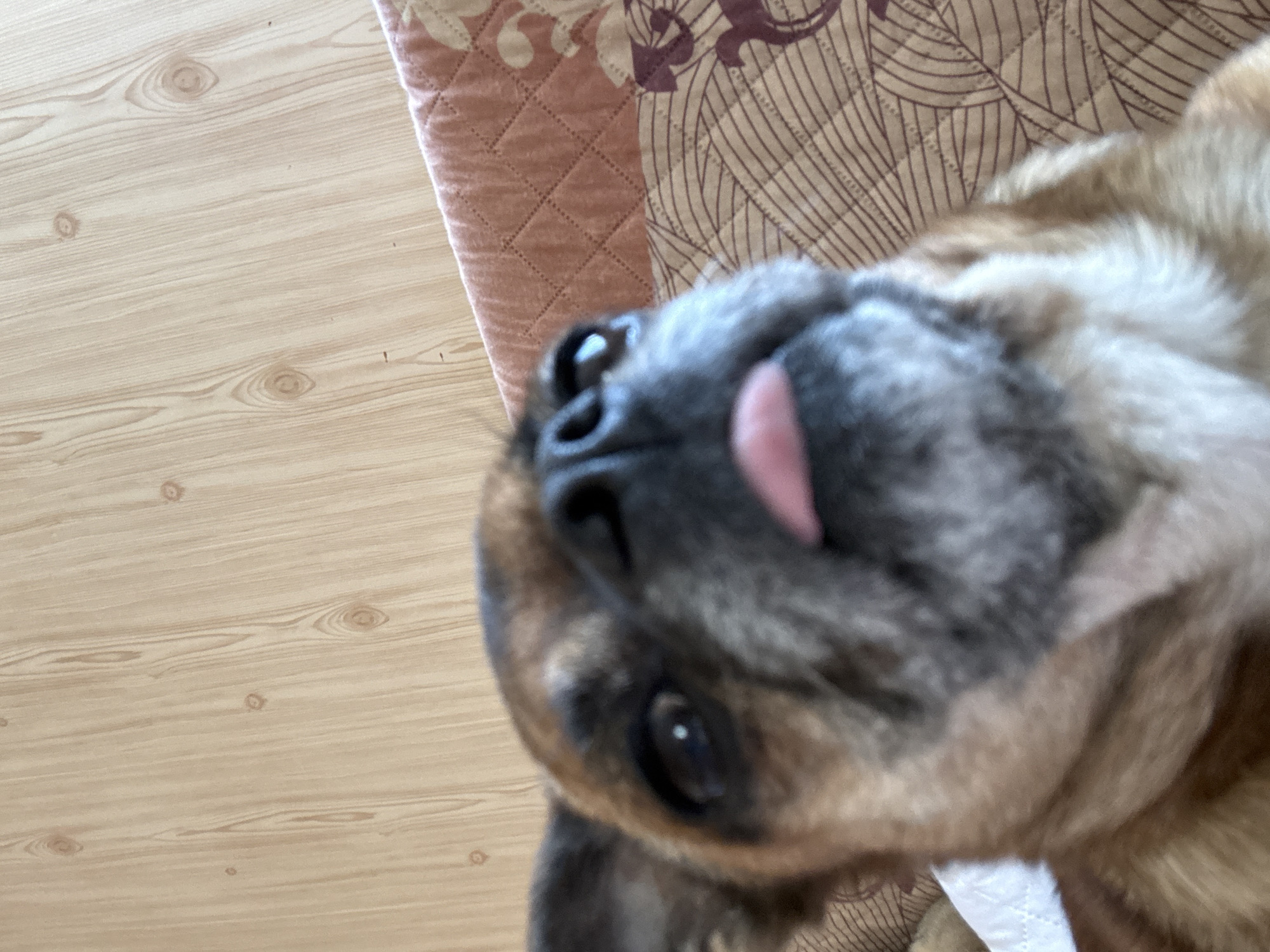 The image shows a close-up, tilted view of a brown and gray dog's face. The dog has its tongue slightly sticking out. The background includes a light brown, wood-patterned floor on the left and a quilted blanket with a patterned design on the right. The image does not contain any information to identify the location. Therefore, there is no way to know it is in the city of Anton, Bulgaria.