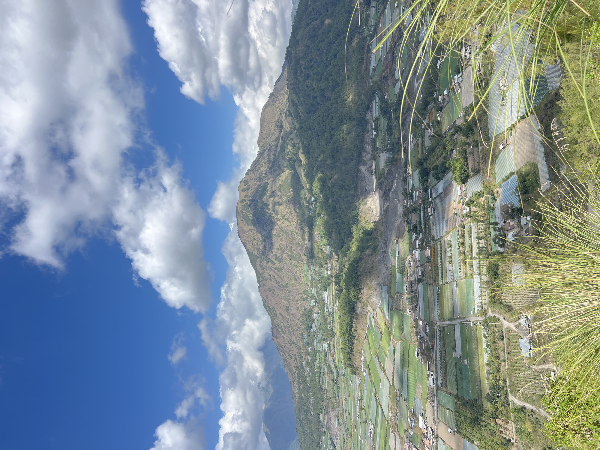 This is a landscape photograph taken from a high vantage point overlooking the city of Kintamani, Indonesia. The foreground is dominated by lush green vegetation, with tall grasses swaying in the breeze. Beyond the immediate vegetation, the scene unfolds to reveal a sprawling valley filled with neatly organized agricultural fields. These fields appear to be cultivated with various crops, some covered with transparent sheeting, suggesting greenhouse farming or protection from the elements. Small buildings and houses are scattered throughout the valley, interspersed among the fields, forming a rural settlement.
In the midground, rolling hills covered in dense green forests rise up, forming a transition to the majestic mountain that dominates the background. This mountain, likely a volcano given the geological formations visible on its slopes, exhibits a rugged, earthy texture with patches of vegetation and exposed rock. Its peak is partially obscured by the bright blue sky, which is adorned with scattered white clouds. The overall impression is one of natural beauty and agricultural activity in a mountainous region.