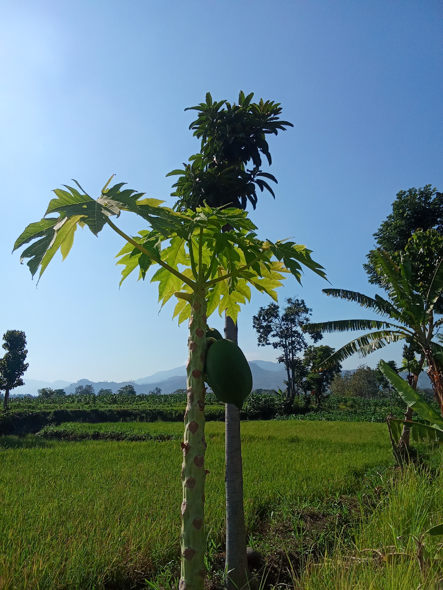 A papaya tree with a single green fruit stands in the foreground against a backdrop of lush green rice paddies and rolling hills under a clear blue sky. The tree has large, palmate leaves and a segmented trunk marked with circular scars. To the right of the papaya tree, a banana tree with large, split leaves is visible. In the middle ground, terraced rice fields stretch towards a line of trees, beyond which hazy blue mountains rise in the distance. The scene is bathed in bright sunlight, casting shadows and highlighting the vibrant green of the vegetation. The location is identified as Jetis, Indonesia.