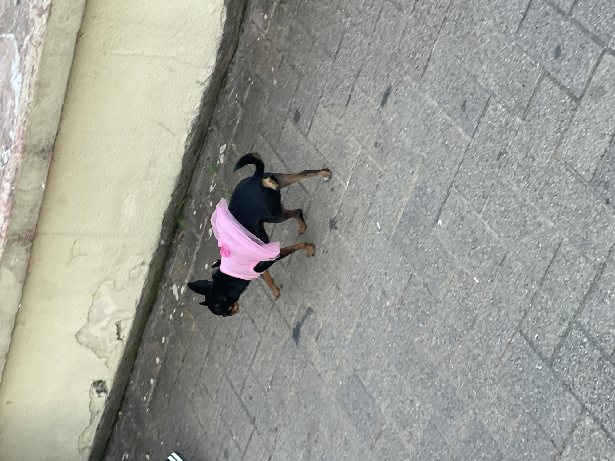 This image depicts a small black and tan dog walking on a grey paved sidewalk in Sochi, Russia. The dog is wearing a bright pink garment, possibly a dress or harness, with a small bow detail on its back. It is captured in motion, with its left front paw lifted, moving towards the left of the frame. The background features a low, light-colored (off-white or pale yellow) wall exhibiting significant peeling paint and discoloration, revealing darker material beneath. The wall meets the sidewalk at a darker, possibly soiled, base line. The paving stones of the sidewalk are rectangular and show signs of wear and minor debris. A partial view of a person's foot or leg, wearing a white and black striped item, is visible in the lower left corner, indicating the presence of an unseen individual accompanying the dog.