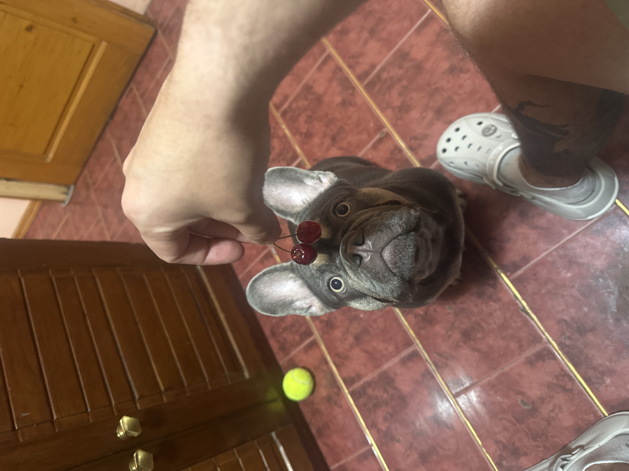 A high-angle shot shows a French Bulldog with two cherries resting on its head. A person's hand holds the cherries, while the dog looks upward, tilting its head slightly. A tennis ball is visible in the lower-left corner of the frame. The person's leg, with a tattoo, is also visible, wearing a white Croc shoe. The floor consists of brown ceramic tiles. The location appears to be indoors.