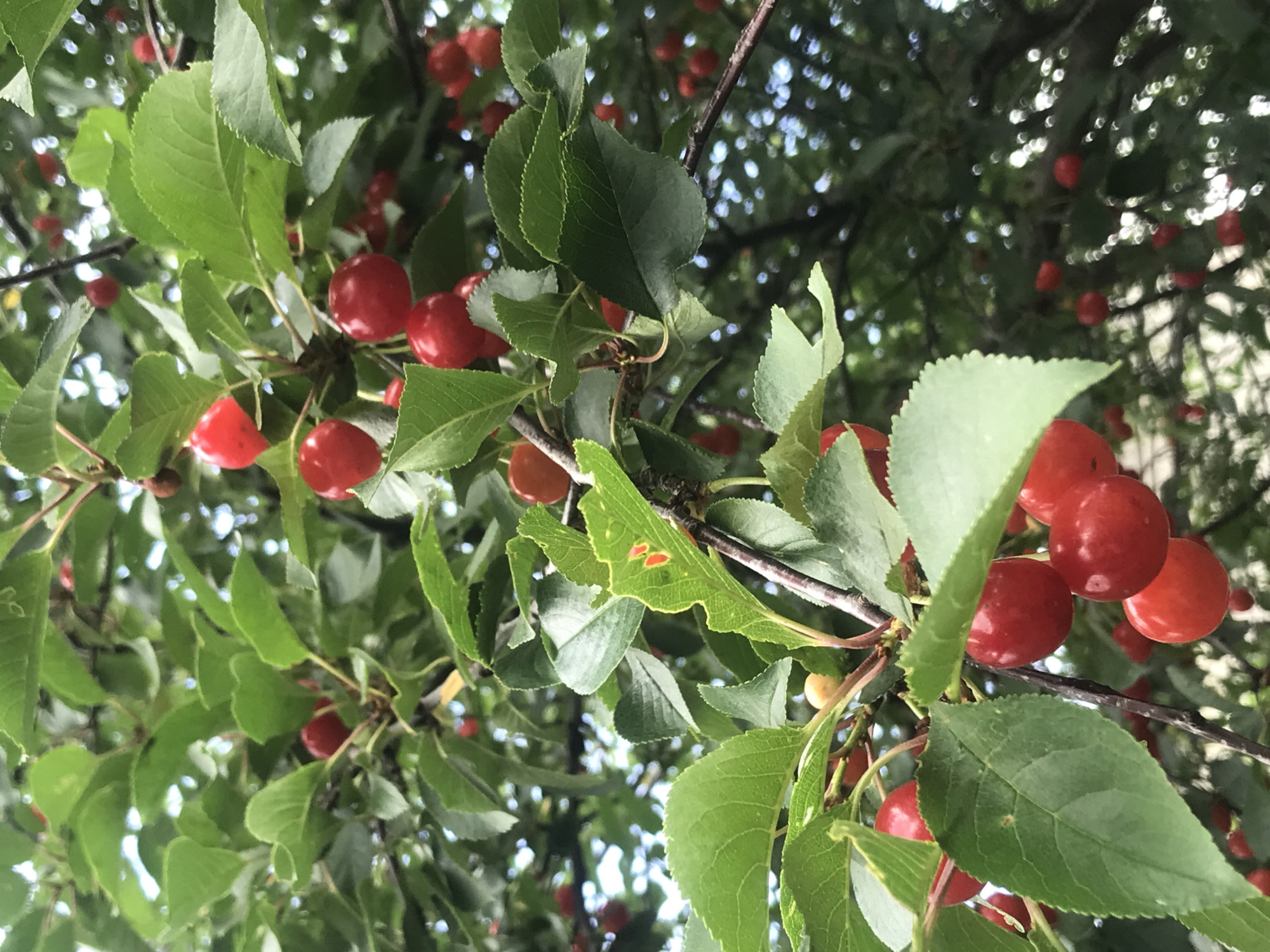 A close-up, slightly blurry, overhead shot captures a cluster of bright red cherries hanging from a tree branch, nestled amongst vibrant green leaves. Some cherries are a deeper red, while others are a lighter, more orangey-red. A few leaves exhibit small, red spots. The background is a soft focus of more green leaves and dappled light, hinting at a sunny day. The scene appears to be outdoors, possibly in a garden or park, given the presence of fruit-bearing trees. There are no people or animals visible in the frame.