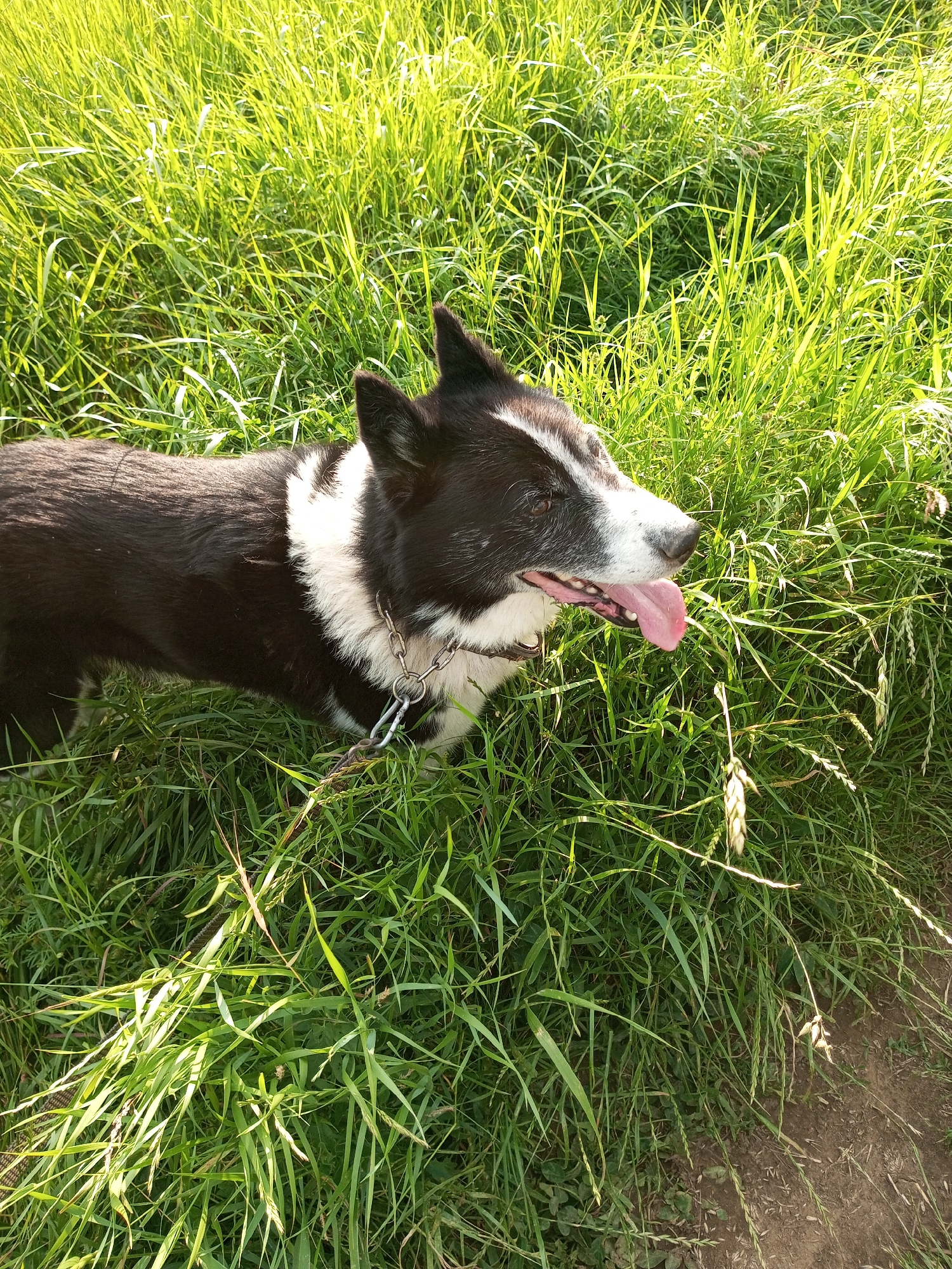A black and white dog with its tongue hanging out is standing in a field of tall green grass. The dog is wearing a metal chain collar. The sun is shining, creating dappled light on the grass. There is a dirt path visible to the right of the dog. The location is Ароматновское сельское поселение, Ukraine.