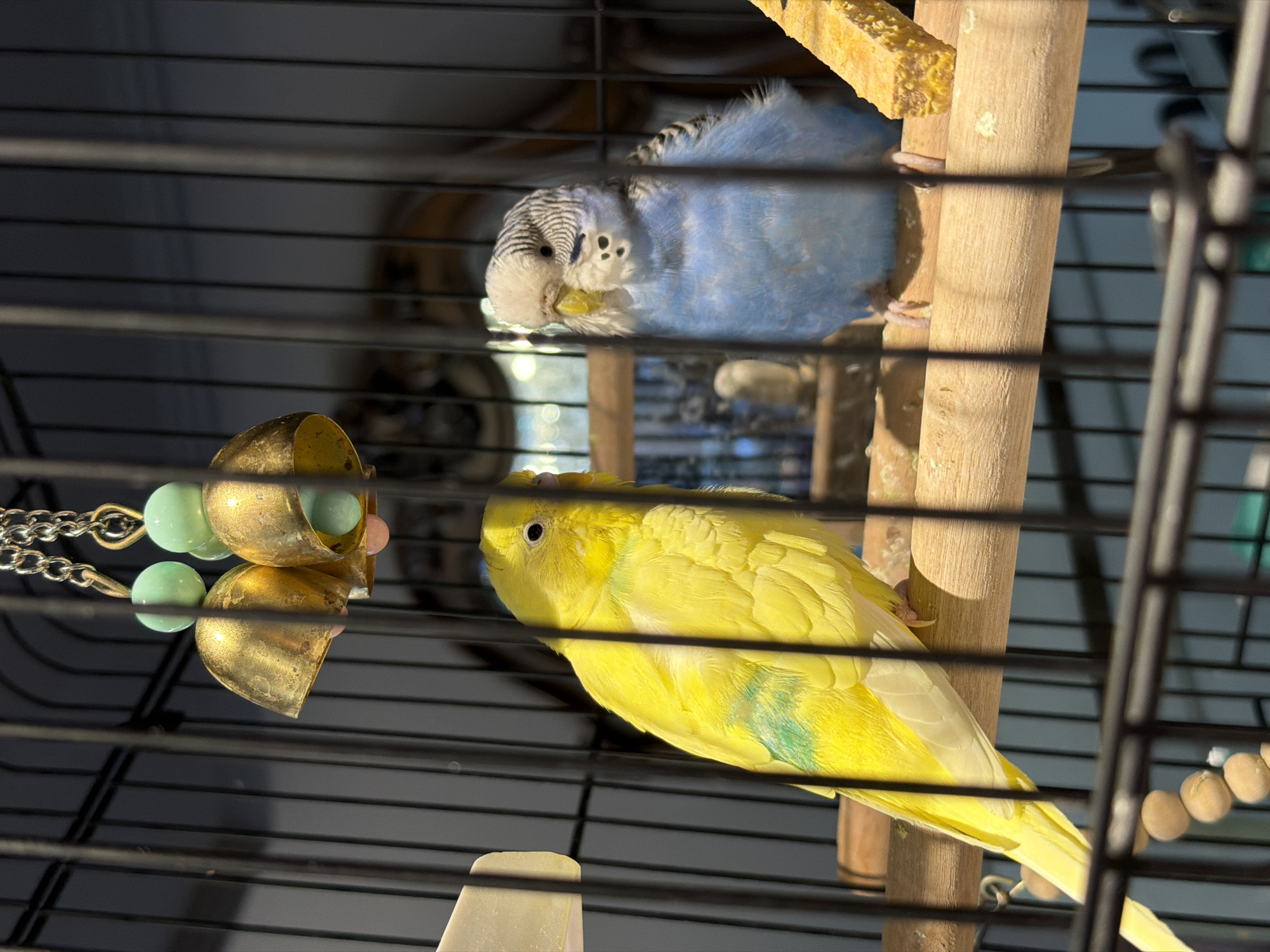 The image shows two budgerigars inside a birdcage. One budgie is bright yellow with some faint green markings on its wings. The other budgie is predominantly blue with a white head and black markings on its head and wings. Both birds are perched on a wooden dowel. In the background, through the cage bars, a blurred reflection of a mirror with an ornate frame can be seen. The image does not provide any information about the location in the city of Rostov-on-Don, Russia.