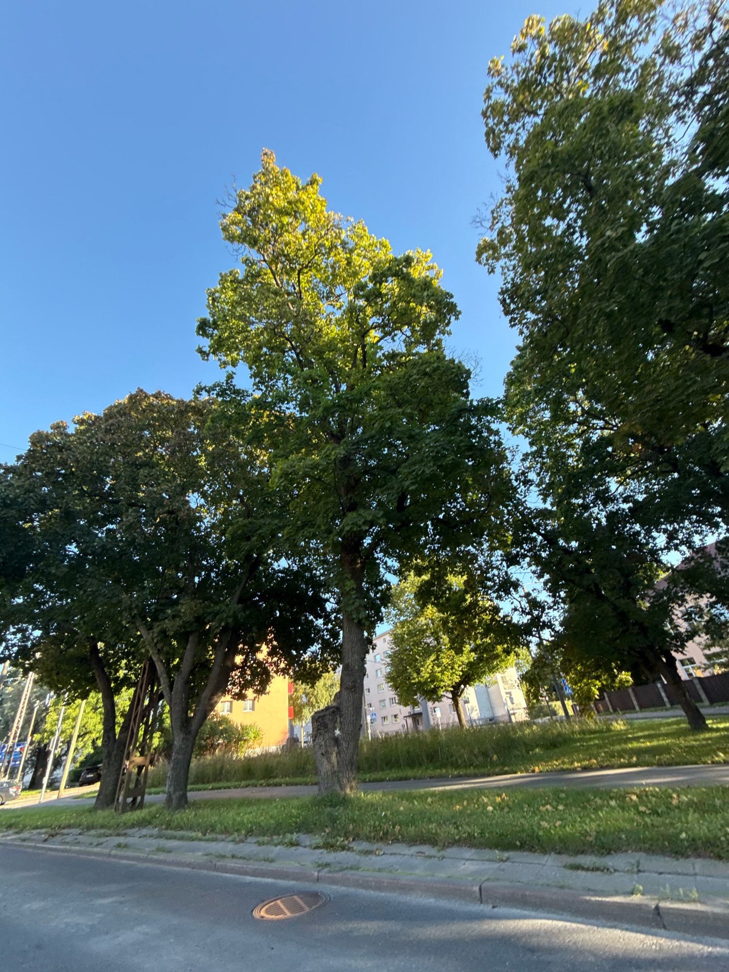 A low-angle, wide shot captures a sunny day on a street in Tallinn, Estonia. The foreground features an asphalt road with a gray concrete curb and a circular metal manhole cover. Beyond the curb, a strip of green grass is illuminated by sunlight, with scattered fallen leaves. A row of mature trees lines the street, their lush green foliage creating a dappled canopy. Sunlight filters through the leaves, highlighting some of the branches and creating sunlit patches on the grass. In the background, apartment buildings with light-colored facades are visible, interspersed with more greenery. A wooden ladder is propped against one of the trees, suggesting recent maintenance or activity. The sky is a clear, bright blue, indicating fair weather. The overall scene depicts a common urban environment in Tallinn during daylight hours.