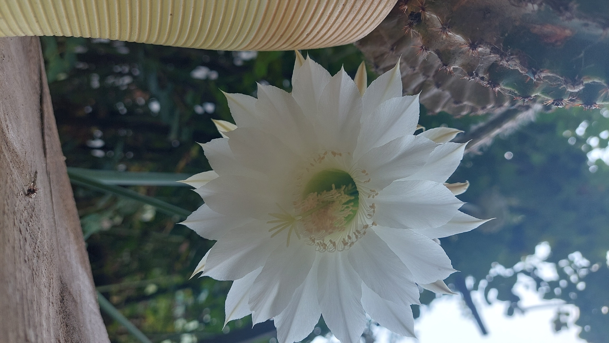 A close-up, low-angle, vertical shot shows a large, white cactus flower in full bloom. The flower's delicate petals are layered and fanned out, with a light green center and yellow stamens. To the left of the flower, a portion of a ribbed, yellowish cactus pot is visible. Behind the flower and pot, out-of-focus green foliage and dappled light suggest an outdoor environment. The background is soft and blurred, with hints of trees and sky. In the bottom right corner, a small, dark insect is visible on a textured wooden surface, possibly a railing or tabletop. The scene is set in Kozarovychi, Ukraine.