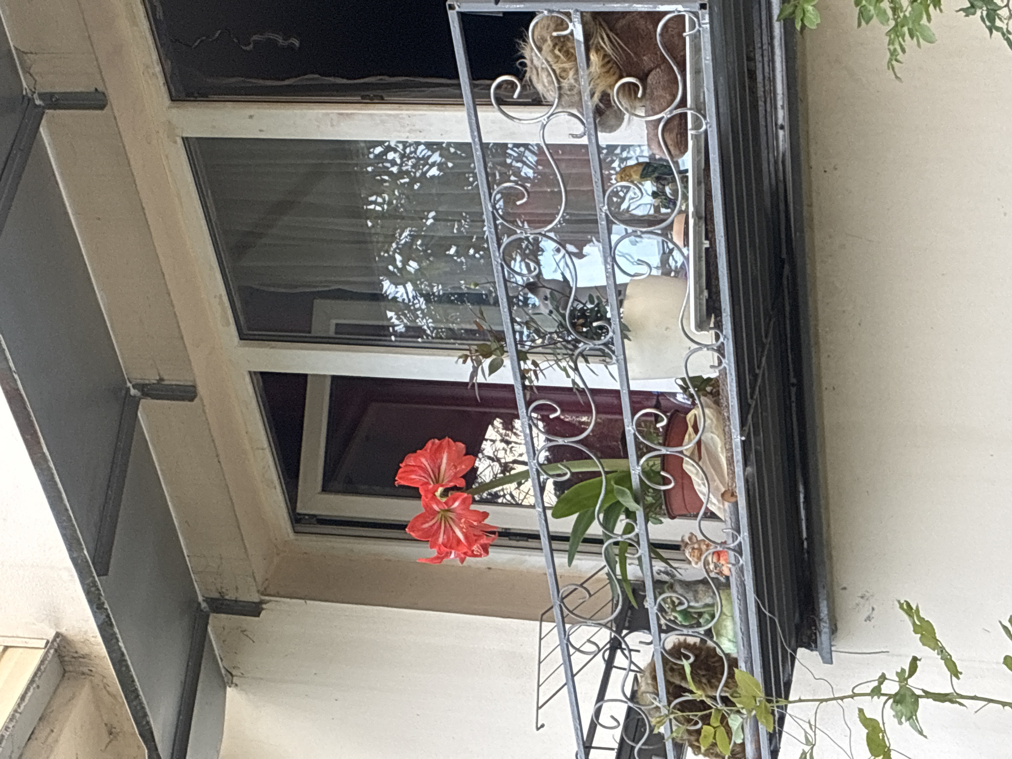 A close-up, low-angle view captures a decorative window grille with an amaryllis flower in bloom. The amaryllis is a vibrant red with white stripes, and it hangs prominently in the foreground. Behind the flower and the grille, a window reflects the surrounding environment, showing trees and foliage, suggesting an outdoor setting. The window itself appears to be part of a building, with a cream-colored wall and architectural details visible. Within the window and behind the grille, other objects can be seen, including potted plants, a beige-colored item that might be fabric or ceramic, and what appears to be a stuffed animal or furry object. The overall impression is one of an outdoor scene, possibly a residential building, with some decorative elements. The lighting suggests it is daytime, with natural light illuminating the scene. There is no visible text. The location context is Sochi, Russia.