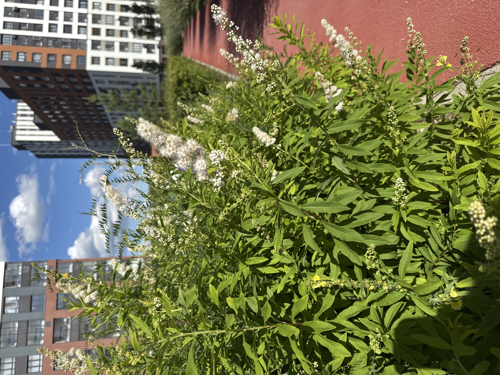 This is a medium-angle, eye-level, outdoor, daytime, full shot of a green bush with small white flowers in front of modern buildings. The bush is lush and full of green leaves, with delicate white flower clusters adorning its branches. In the background, several contemporary apartment buildings with various colored facades and window patterns are visible under a bright blue sky with scattered white clouds. A red paved path runs along the right side of the bush. The scene appears to be in a residential area of the city of Patrusheva, Russia.