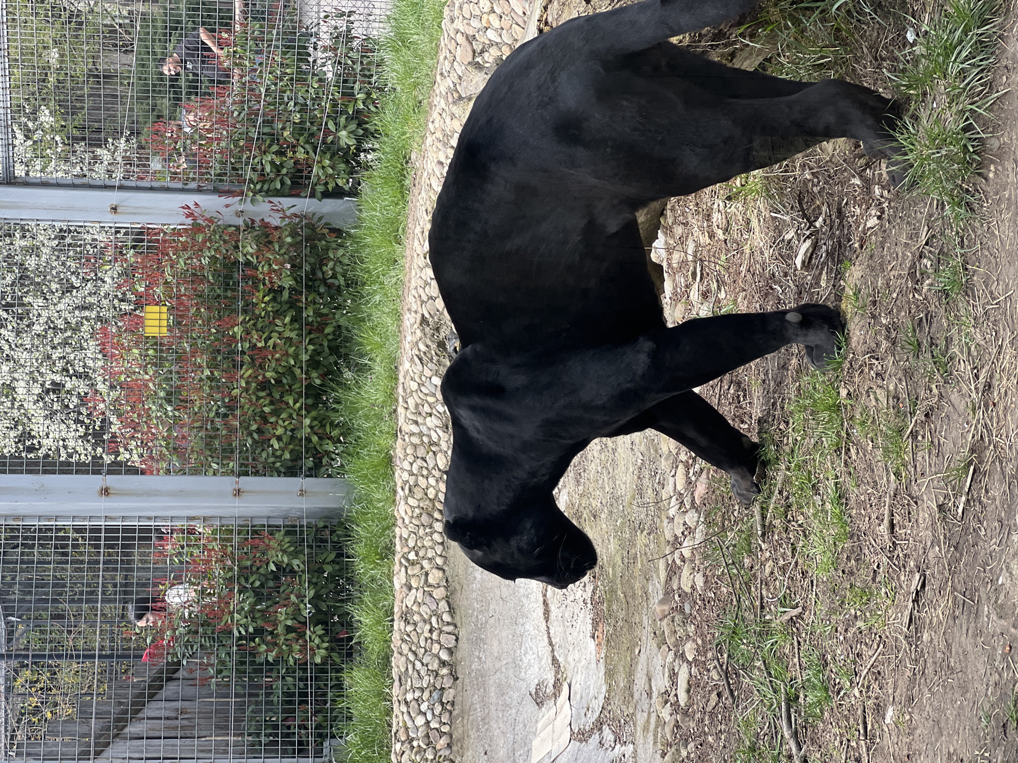 The image shows a black panther in an enclosure. The animal is standing on a patch of ground with grass and dirt. The enclosure is surrounded by a metal fence, behind which there are bushes and trees. Two people are visible through the fence. The location is likely in the Sofia Zoo, Bulgaria.