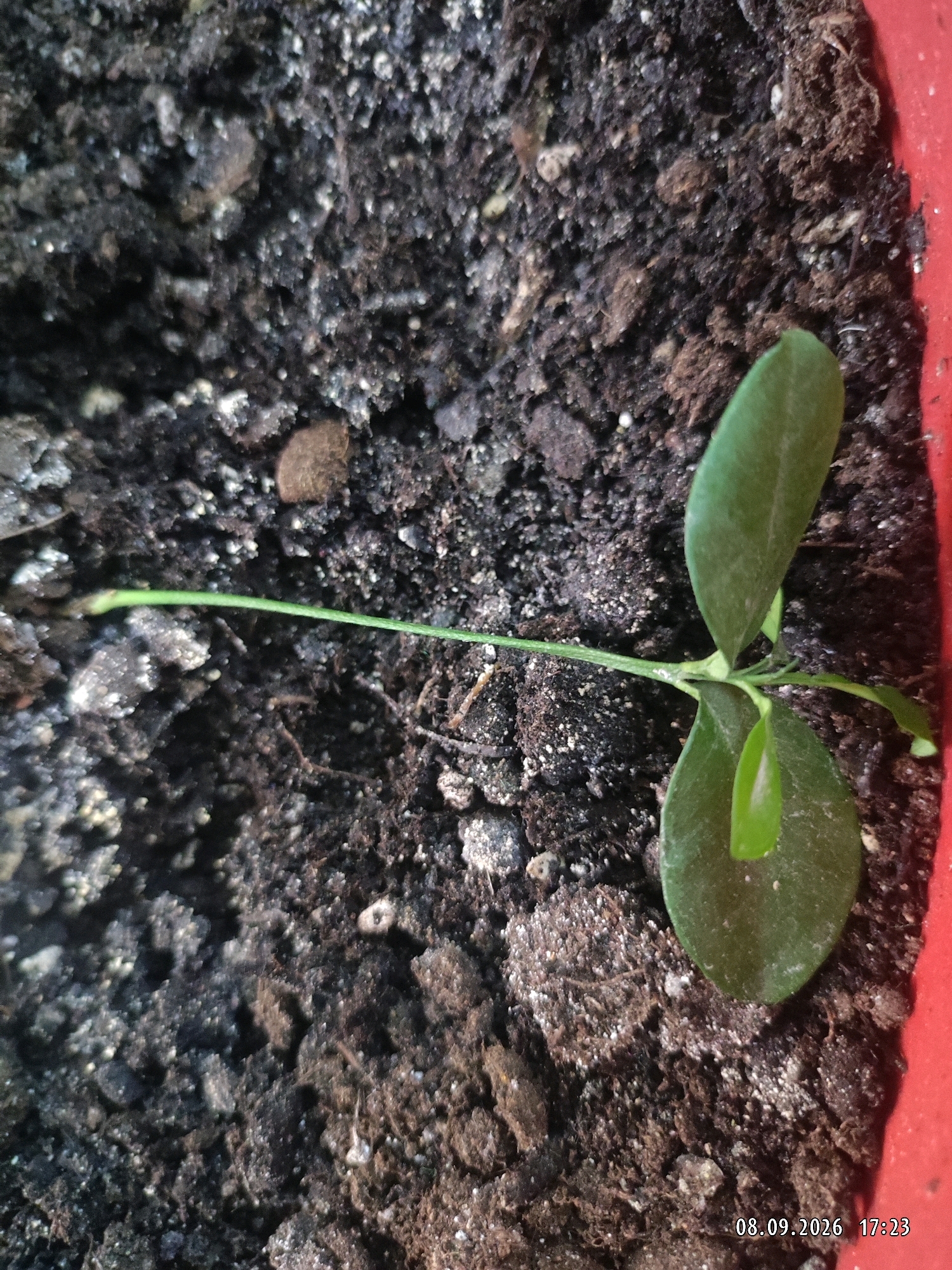 A close-up, high-angle shot shows a young plant with two green leaves and a thin stem emerging from dark soil within a red pot. The soil is a mixture of dark earth and small white particles, with some larger brown clods. The plant's stem extends horizontally to the left, with a faint impression in the soil suggesting it may have been pressed down. A timestamp in the bottom right corner reads "08.09.2026 17:23". There are no people or other visible objects in the scene. The image is a photograph taken in Makhachkala, Russia.
