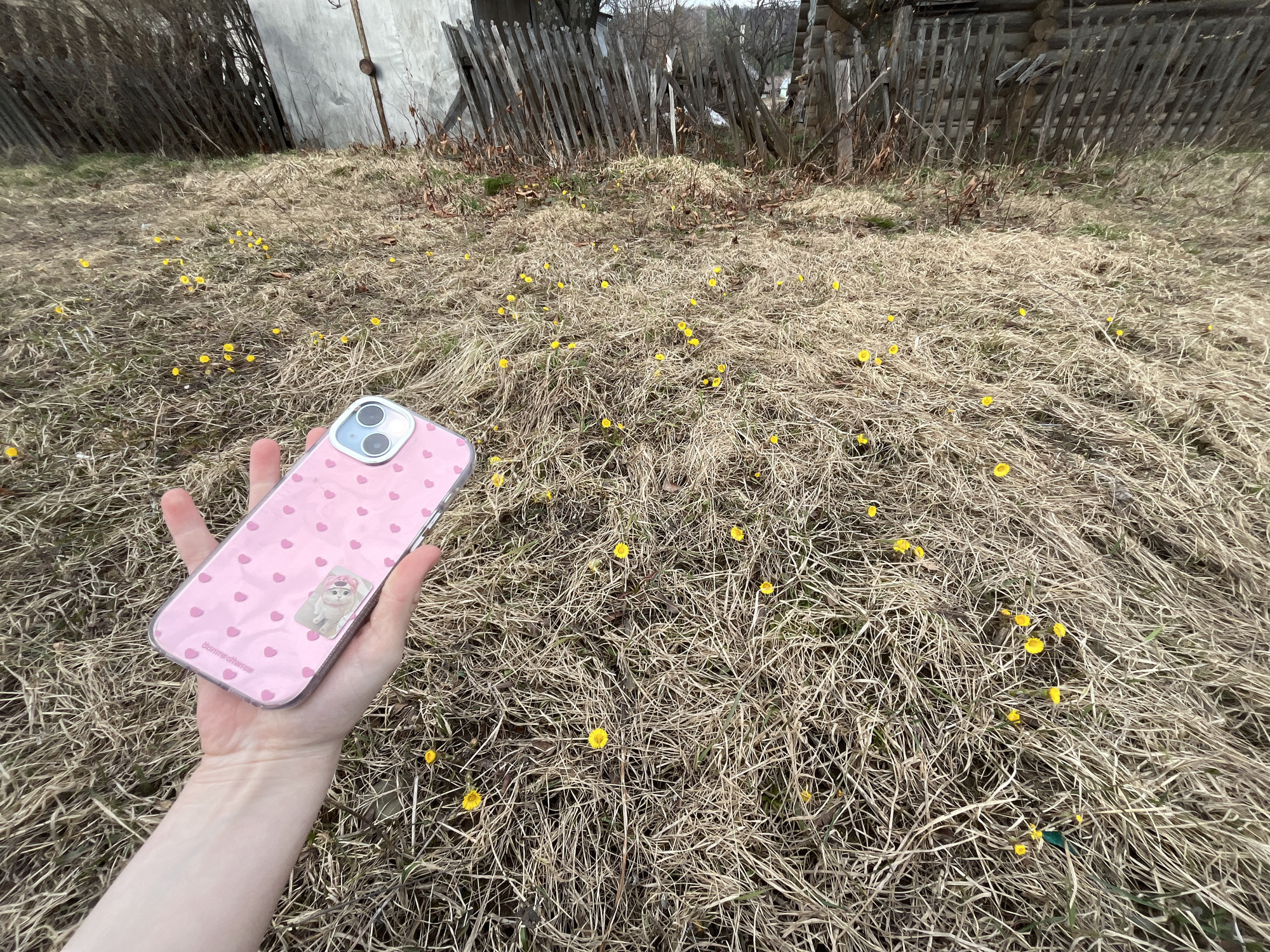 An outdoor, eye-level shot captures a rustic, early spring scene in what appears to be a rural or semi-rural setting, identified as Сосново, Russia. In the immediate foreground, a person's light-skinned right hand holds a modern smartphone, likely an iPhone, featuring a distinctive dual-lens camera module. The phone is encased in a transparent pink cover adorned with numerous small pink hearts, and a sticker of a light-colored cat wearing a bow is affixed to its back. Faint text, "bonnenuit" or "bonnenuit.co," is visible on the phone case near the bottom.
The majority of the frame is dominated by a field or grassy area covered in dry, light brown, dormant grass, indicative of the transition from winter to spring. Scattered abundantly across this muted backdrop are small, vibrant yellow flowers, likely coltsfoot or early buttercups, offering a splash of color and a sign of new growth.
In the background, an old, weathered wooden fence, some parts broken or leaning, delineates the property. Beyond the fence, bare deciduous trees and bushes, along with parts of what appear to be aged wooden or possibly metal structures (sheds or outbuildings), contribute to the rustic atmosphere. The lighting is diffused, suggesting an overcast day. The scene evokes a sense of nature's awakening, with the small yellow blooms providing a poignant contrast to the surrounding dormancy and the weathered infrastructure. The person holding the phone seems to be observing or possibly documenting this moment of early spring.