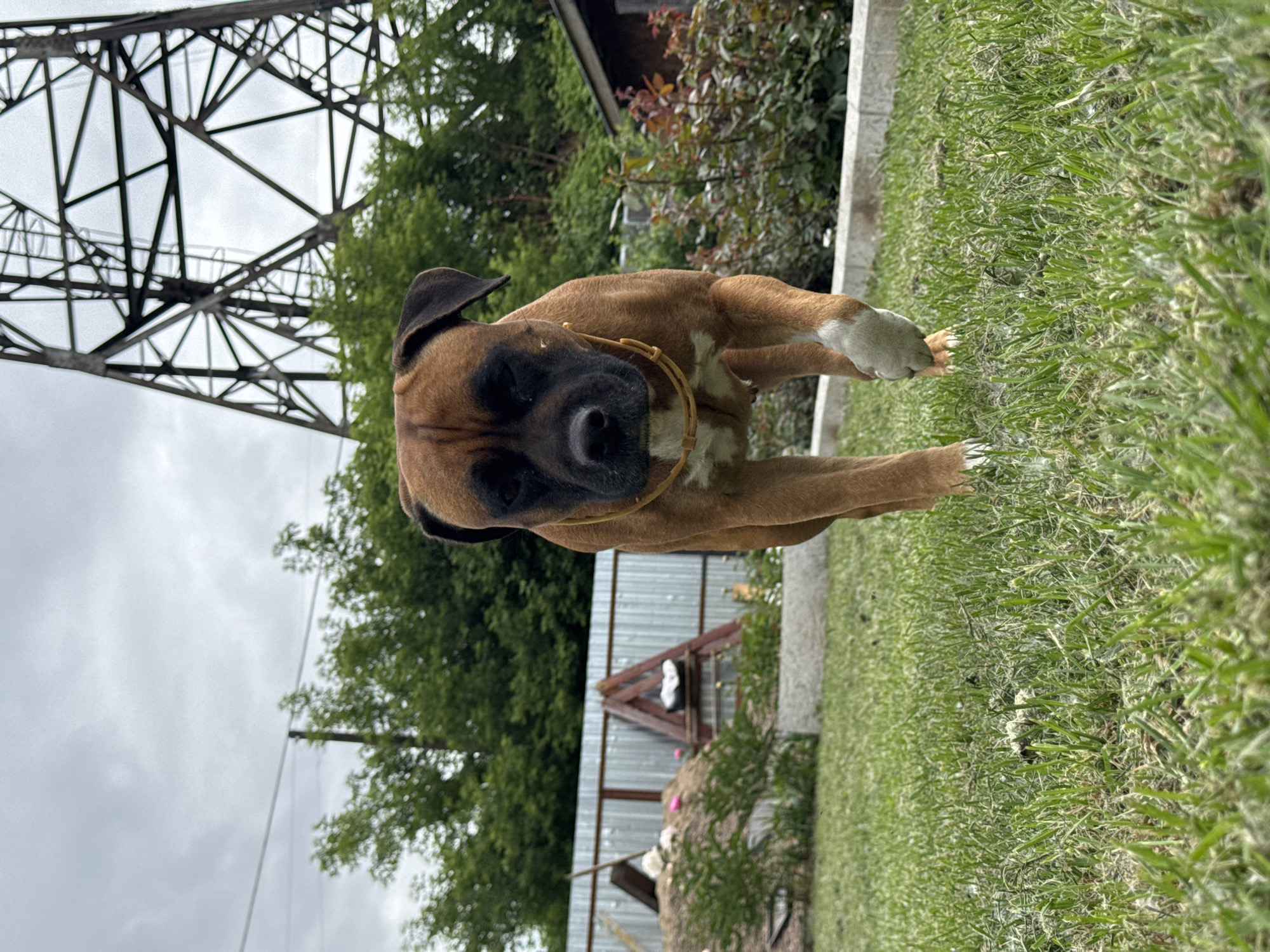 A boxer dog with a brown coat and black muzzle is walking towards the camera on a grassy lawn. The dog is wearing a yellow collar. In the background, there is a metal pylon, trees, a fence, a small building, and a pile of dirt. The sky is overcast. This scene is likely in the city of Chaikovsky, Russia, given the presence of the characteristic industrial pylon and the general rural/suburban environment.