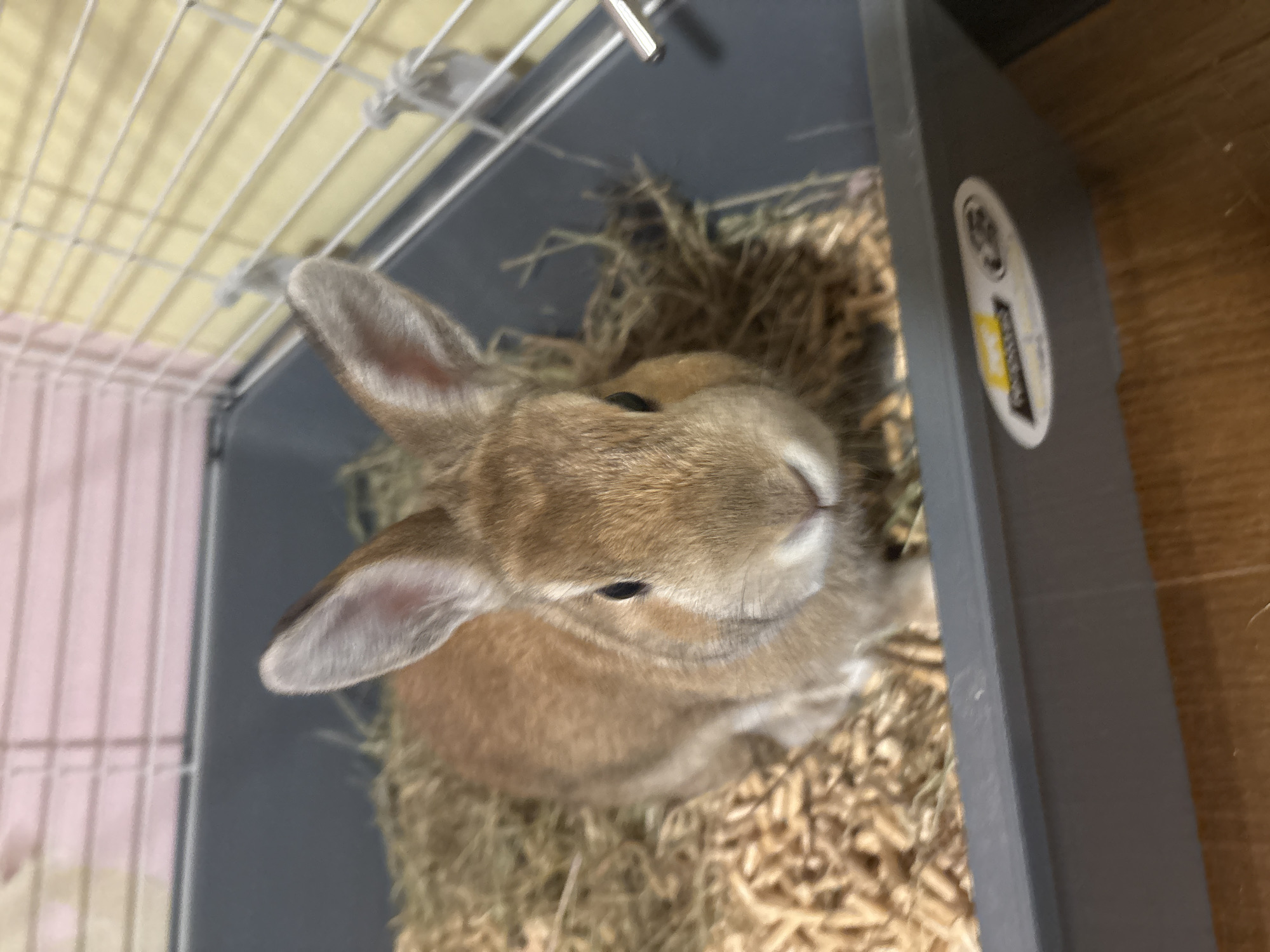 The image captures a light brown or tan rabbit resting within a pet carrier or cage, filled with hay and wood shavings. The rabbit is positioned in the lower-center of the frame, looking upwards with its ears perked. Its fur displays shades of light brown and tan, with lighter cream or white fur visible around its muzzle and under its chin. The rabbit's eyes are dark and appear calm.
The enclosure consists of a gray plastic base and a metal wire top, a portion of which is visible in the upper-left of the frame. The bedding inside the cage is a mix of golden-brown hay and lighter, finer wood shavings. To the right of the cage, a wooden floor is discernible in the background. The scene suggests an indoor environment.
On the gray plastic side of the cage, an oval-shaped sticker with a white background is visible. Due to blurriness, the text and any potential logo on the sticker are indistinct, though some dark shapes and a yellow rectangular element are present. The overall impression is of a tranquil pet in its enclosure.