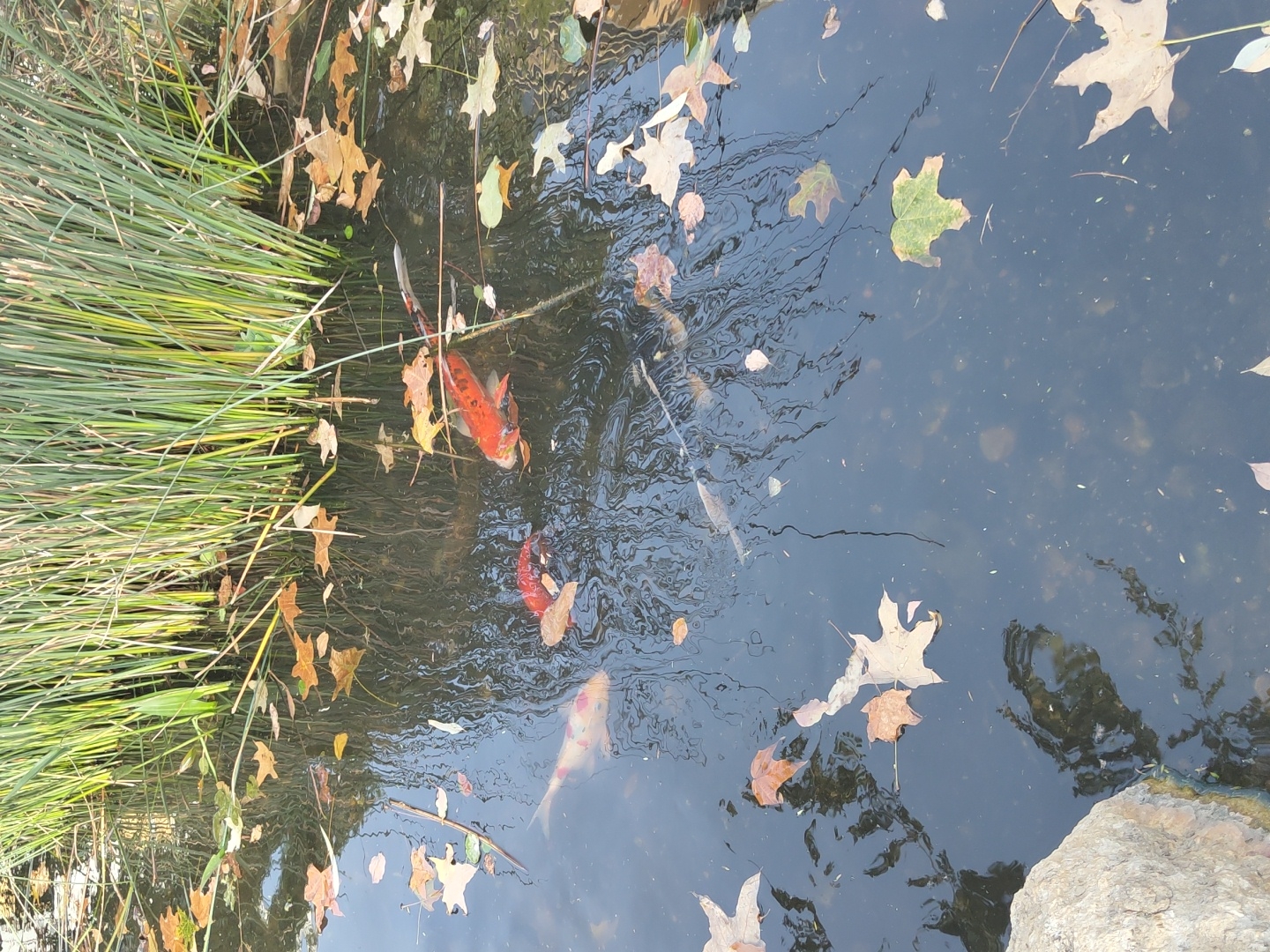 The image depicts a pond with koi fish swimming amongst fallen leaves. Lush green reeds grow on the left edge of the pond. The water's surface reflects the sky and surrounding vegetation. A rock is visible on the lower right corner. The location is likely a park or garden in Tel-Aviv, Israel.