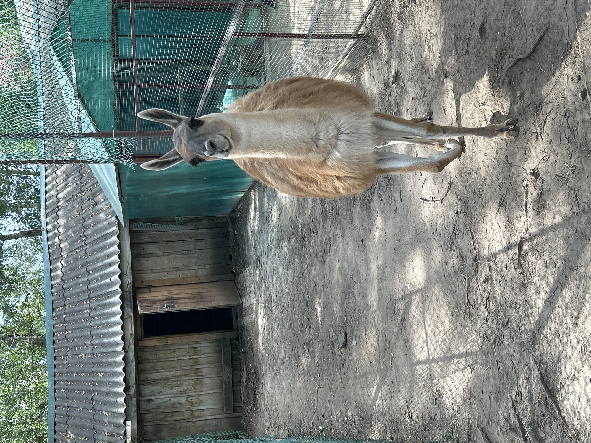A llama stands in an outdoor enclosure. The llama is light brown with a cream-colored chest and neck. It is looking directly at the camera with its head tilted slightly. The enclosure appears to be a zoo or animal park, with a metal fence visible in the background. There is a small wooden structure with a corrugated metal roof to the left of the llama. The ground is covered in dirt and dry grass. The scene is brightly lit, suggesting it is daytime. The image is oriented vertically, with the llama's head at the top and its feet at the bottom, indicating the photo was taken with the camera held sideways. The location is Medvedevo Urban Settlement, Russia.