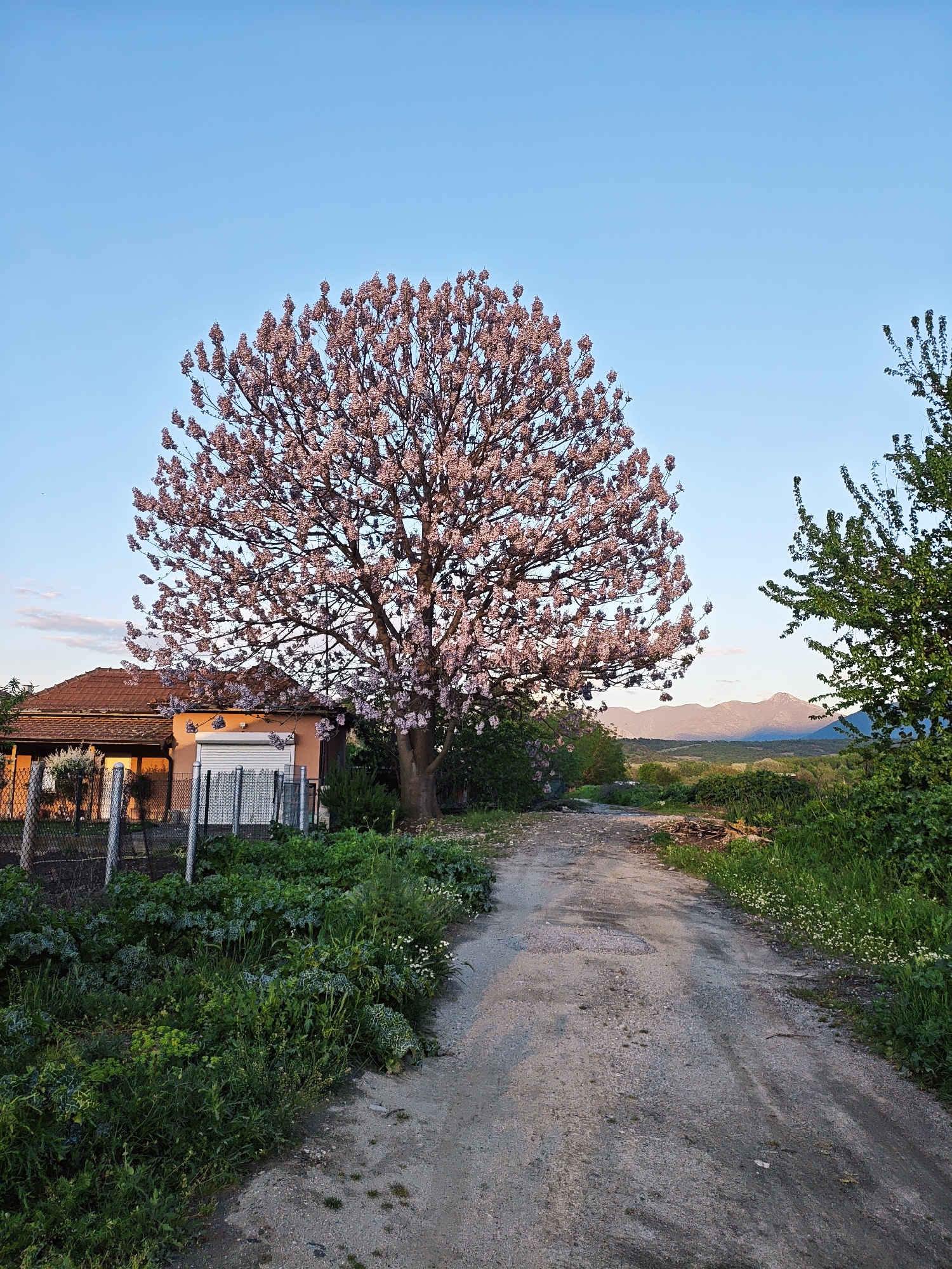 A vertical shot captures a serene rural or semi-rural landscape, likely during late afternoon or early evening. The scene is dominated by a magnificent, large deciduous tree with a full canopy of light pink or purple blossoms, possibly a Paulownia tree, standing prominently on the left side of the frame. Its branches extend upwards and across the upper left and central portions of the image.
Behind the flowering tree, a single-story house is partially visible on the left. It features a reddish-brown tiled roof and walls of a warm, light orange or peach color, illuminated by the low-angle sunlight. A chain-link fence encloses the area in front of the house, with some green garden plants growing behind it. A window with a closed white roller shutter is visible on the house.
A light brown, unpaved dirt or gravel path leads from the foreground towards the background, slightly curving to the right. Lush green vegetation, including various plants, grasses, and smaller trees or bushes, lines both sides of the path. A distinct green leafy tree stands on the right side of the path, framing the distant view.
In the background, under a clear, light blue sky that fades to a lighter hue near the horizon, a range of hazy, undulating mountains is visible. The sky near the mountains shows very subtle hints of pinkish clouds, reinforcing the evening light. No human or animal activity is depicted, contributing to the tranquil atmosphere. There is no visible text in the image.