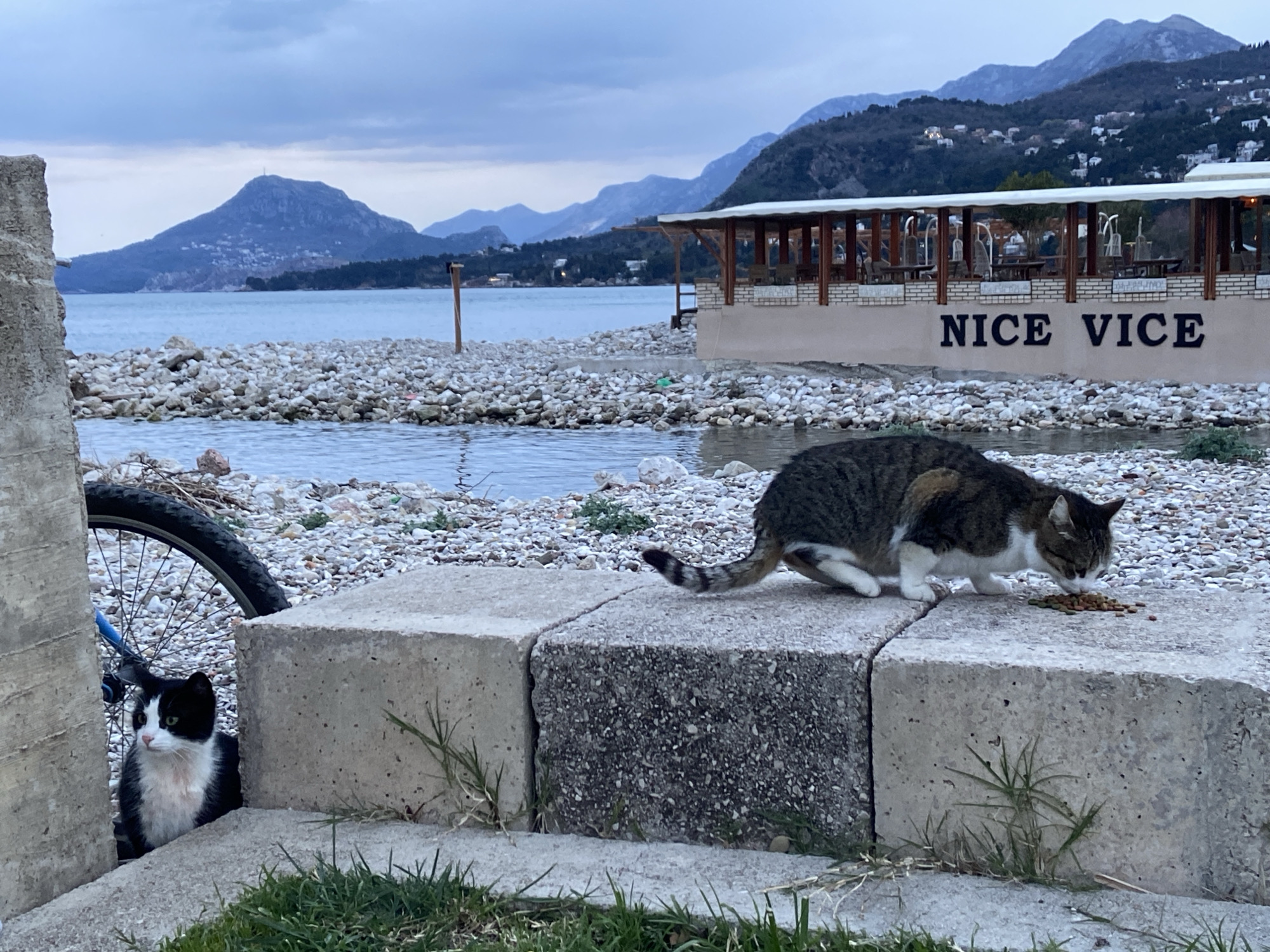 The photograph depicts a coastal scene in Bar, Montenegro. In the foreground, a tabby and white cat eats food placed on top of concrete blocks. Partially obscured behind a concrete block and bicycle wheel, a black and white cat watches. In the background, a rocky beach meets the Adriatic Sea. Mountains rise in the distance under an overcast sky. A building with the words "NICE VICE" on it sits near the beach.