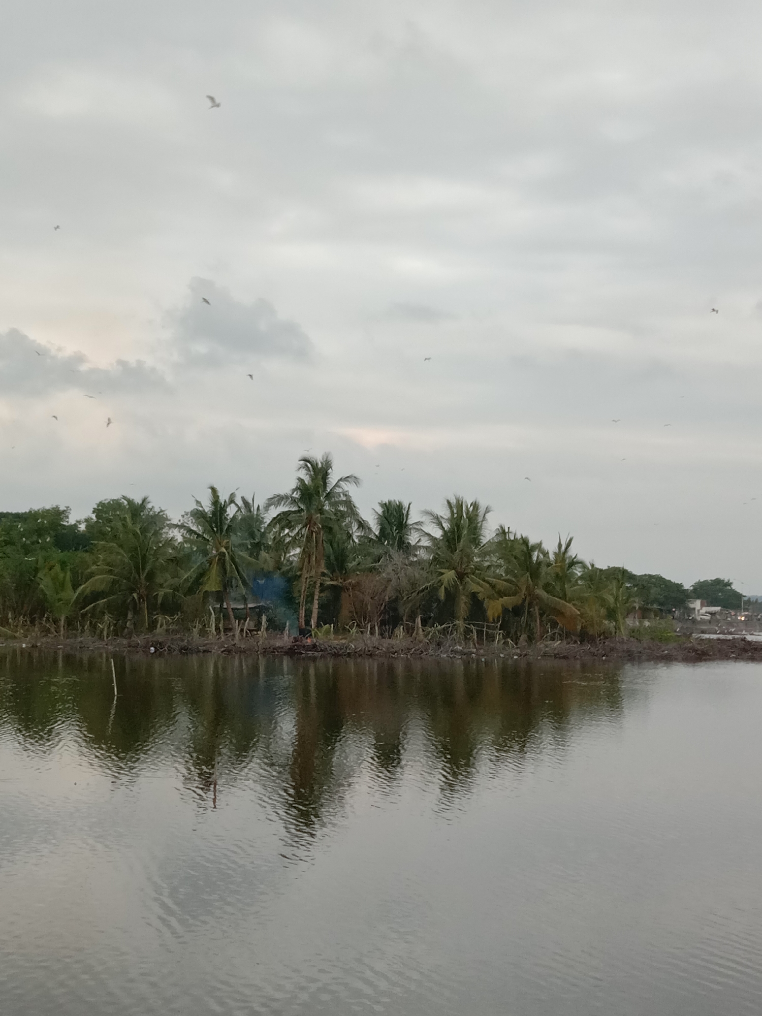 The image depicts a waterscape in Lhokseumawe, Indonesia, under an overcast sky. The scene is bisected horizontally, with an expansive, uniformly cloudy, light-grey sky occupying the upper half, and a calm body of water comprising the lower half. A strip of land, densely covered with numerous palm trees and other vegetation, forms the mid-ground interface between the sky and the water.
In the sky, multiple small, dark avian silhouettes are visible, flying in various directions and at differing altitudes against the diffused light. One larger bird with outstretched wings is discernible in the upper-center portion of the sky.
The land strip, running horizontally across the image, is heavily vegetated with predominantly green palm trees of varying heights and foliage density. Some trees exhibit drier, brownish fronds. A distinct plume of blue-grey smoke is visible rising vertically from behind the tree line in the mid-right section of the land, indicating a fire or burning activity. Along the water's edge on this land strip, there appears to be accumulated debris or dense ground cover. Towards the far right of the land, distant structures, possibly buildings, are faintly visible, and several birds are perched on the ground or low branches.
The body of water in the foreground and mid-ground is still, exhibiting subtle ripples and distortions on its surface, particularly in the lower-left. It reflects the overcast sky and the trees, creating elongated, mirrored images. The water's color is a muted grey-green. A thin, light-colored pole or stick protrudes vertically from the water's surface in the lower-left quadrant. No human figures are explicitly visible within the frame.