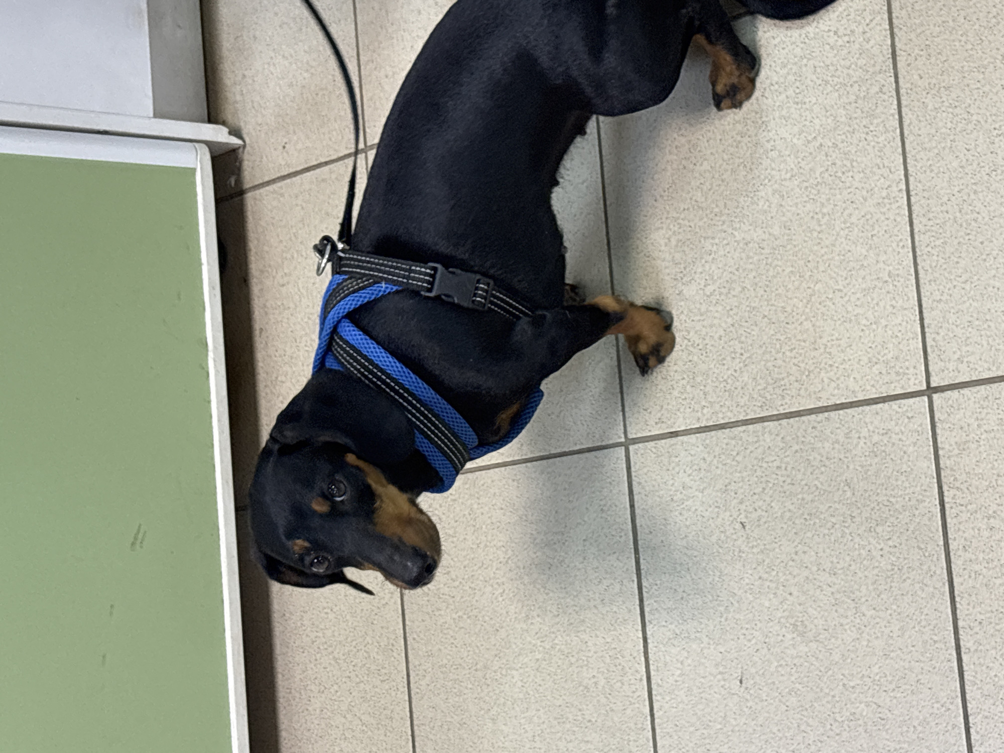 A black and brown Dachshund dog wearing a blue and black harness lies on a light-colored tiled floor. A green and white surface, possibly a cabinet or counter, is visible in the upper left corner of the image. The dog appears to be inside, likely in a veterinary clinic or similar indoor setting. The location in the city of Chaikovsky, Russia, is not discernible from the image.