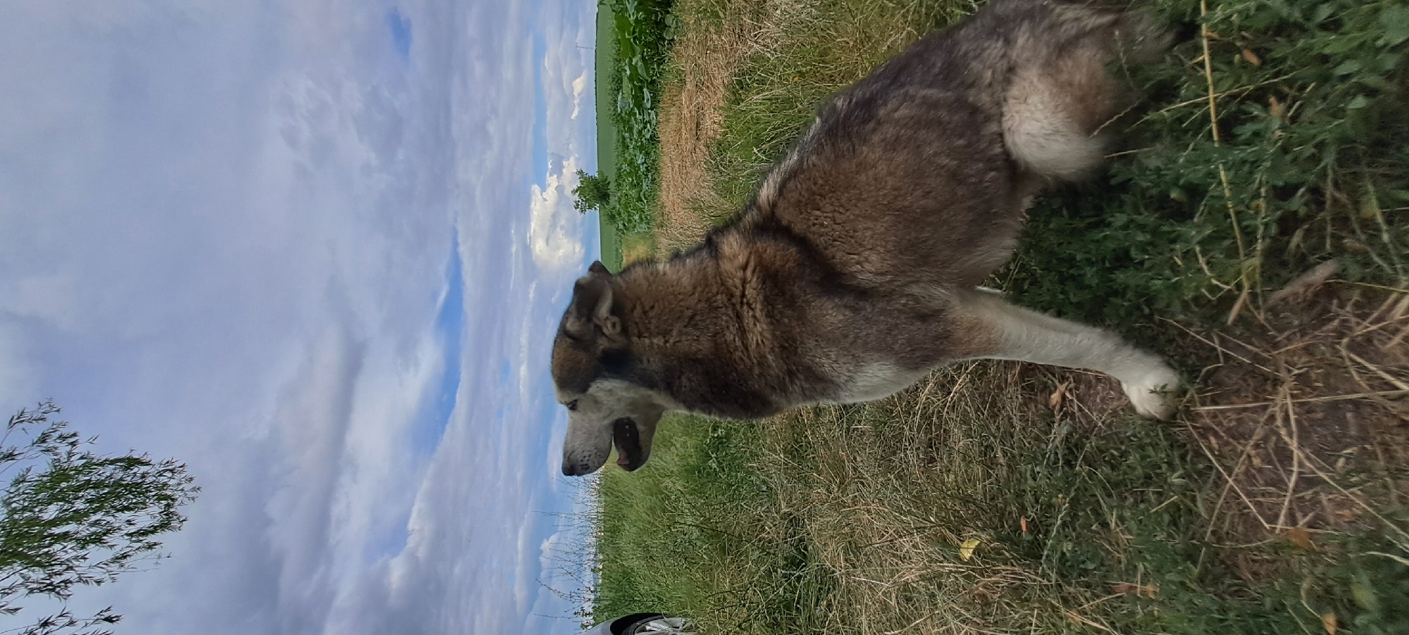 A medium shot captures a large, grey-brown dog, likely a husky mix, sitting attentively in a grassy field under a cloudy sky. The dog faces left, with its mouth slightly open as if looking or listening intently. Its fur is thick and shows variations of grey, brown, and black. The dog's front paws are planted on the ground, and its body is angled slightly away from the viewer.
The environment consists of tall, dry grass in the foreground, interspersed with patches of greener vegetation. Behind the dog, the field continues, transitioning into cultivated rows of green plants, possibly crops, stretching towards a distant horizon. A lone tree stands in the middle ground. The sky above is filled with dramatic, heavy clouds, with patches of blue sky peeking through. The overall lighting suggests an overcast day. A sliver of a silver car is visible on the far left edge of the frame. The image appears to be taken outdoors in a rural setting. No people are visible in the image.
The location is identified as Rădoaia, Moldova.