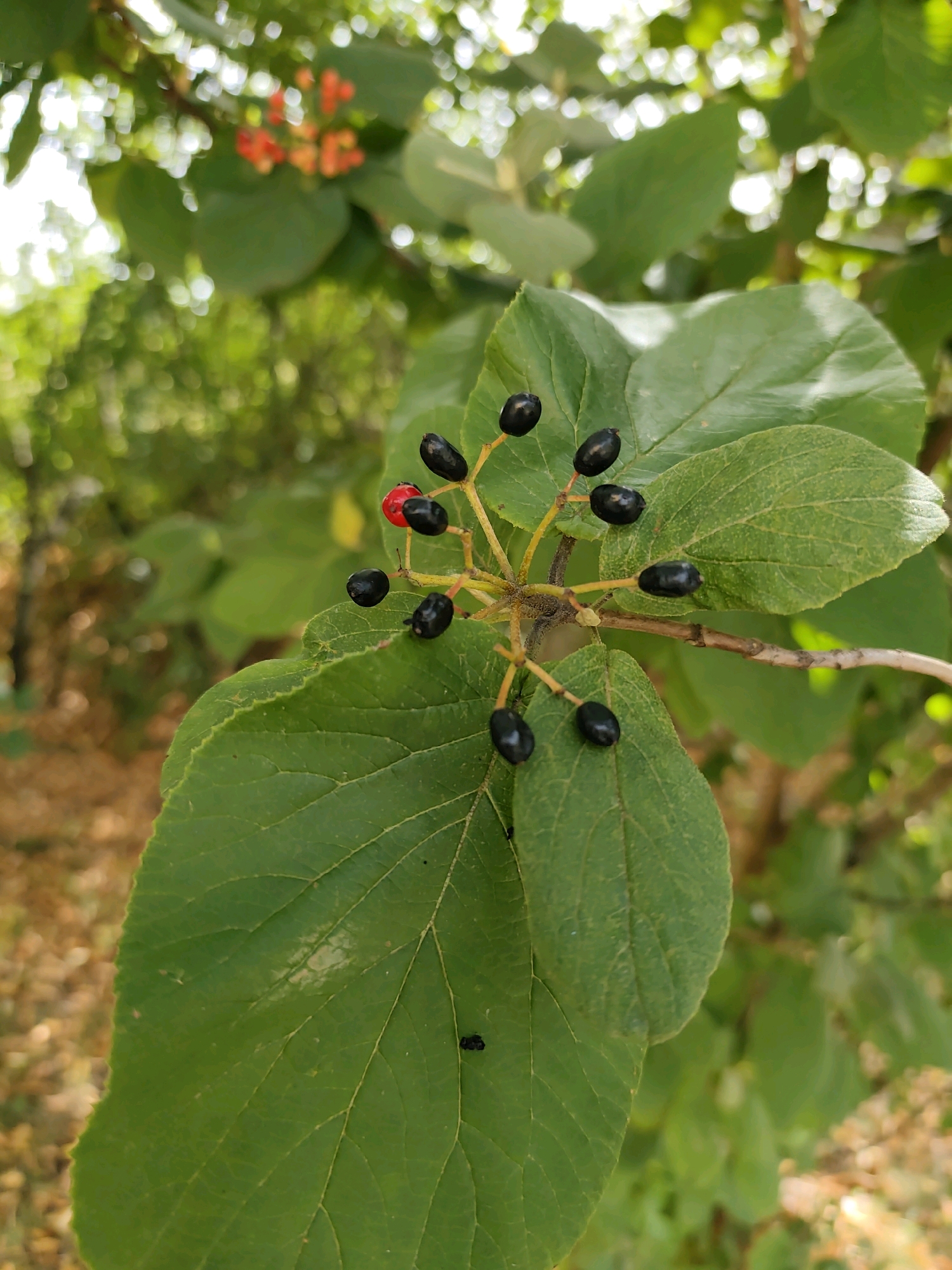 A close-up, low-angle shot captures a cluster of ripe, dark berries on a branch, with one bright red berry as a focal point. The berries are attached to thin, light-brown stems, forming a small umbel. They are nestled amongst large, green leaves, some of which have serrated edges. The background is blurred, with hints of more green foliage and some orange-red flowers visible in the upper left corner. The overall impression is of a natural outdoor setting. The image does not provide any information that can be used to determine its location in Prague, Czechia.