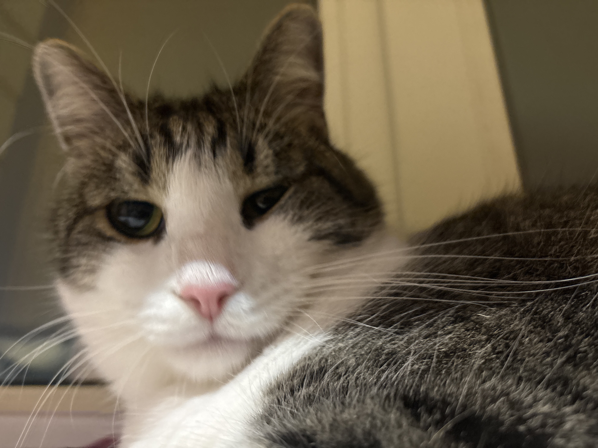The image shows a close-up of a domestic cat, likely a tabby, with predominantly white fur and grey and brown markings on its head and back. The cat's pink nose and green and black eyes are visible. The background is blurred and appears to be an indoor setting with a wall that is a light tan color. There is no visible connection to the city of Kapyĺ, Belarus.