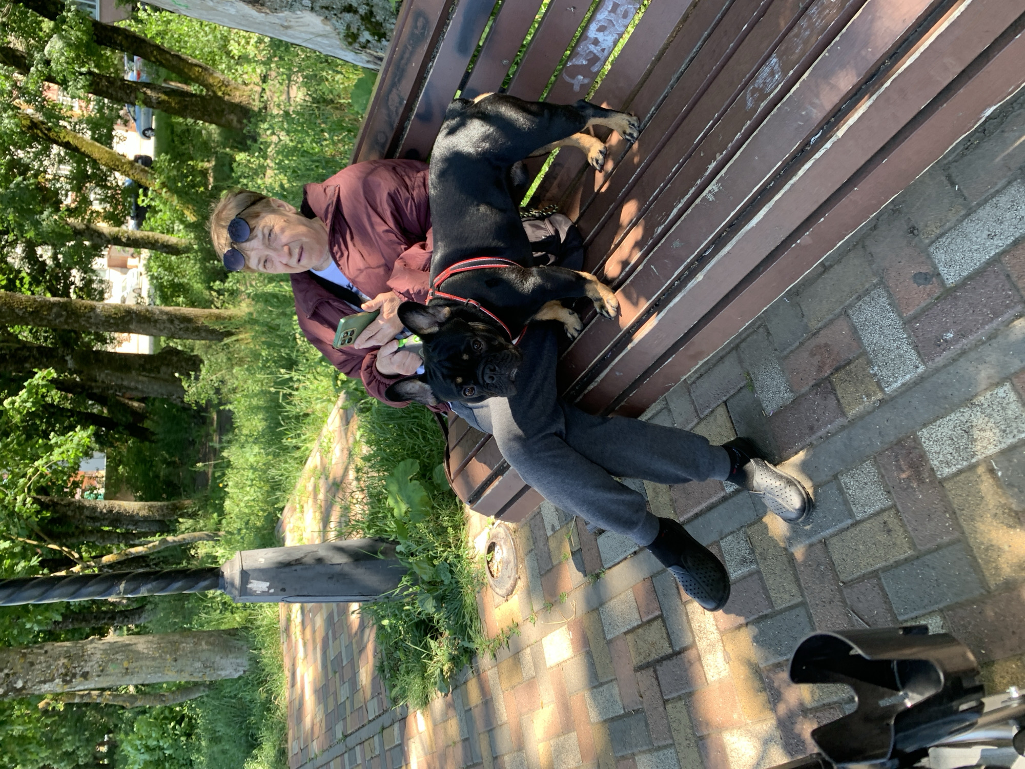 An elderly woman with short, light brown hair and sunglasses is sitting on a brown wooden bench in a park. She is wearing a burgundy jacket over a white shirt and grey sweatpants. She is holding a smartphone in her right hand. A black French bulldog with tan markings is standing on the bench next to her, wearing a red and white harness. The bench is on a paved pathway made of reddish-brown and grey bricks. In the background, there are trees with green foliage and a lamppost. The scene appears to be in an outdoor, urban park setting.