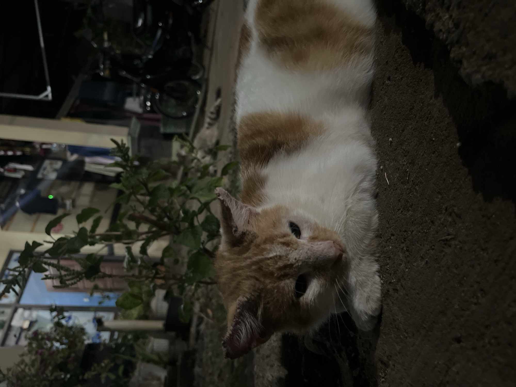 In Karangrandu, Indonesia, an orange and white cat is lying on a dark, earthy surface. The cat is facing left with its head slightly lowered and eyes partially closed. Its fur is a mix of white and orange patches. Behind the cat, a blurry background shows a building with a window, plants in pots, and a motorcycle. The scene is dimly lit, suggesting it is nighttime. The ground is rough and appears to be dirt or gravel.