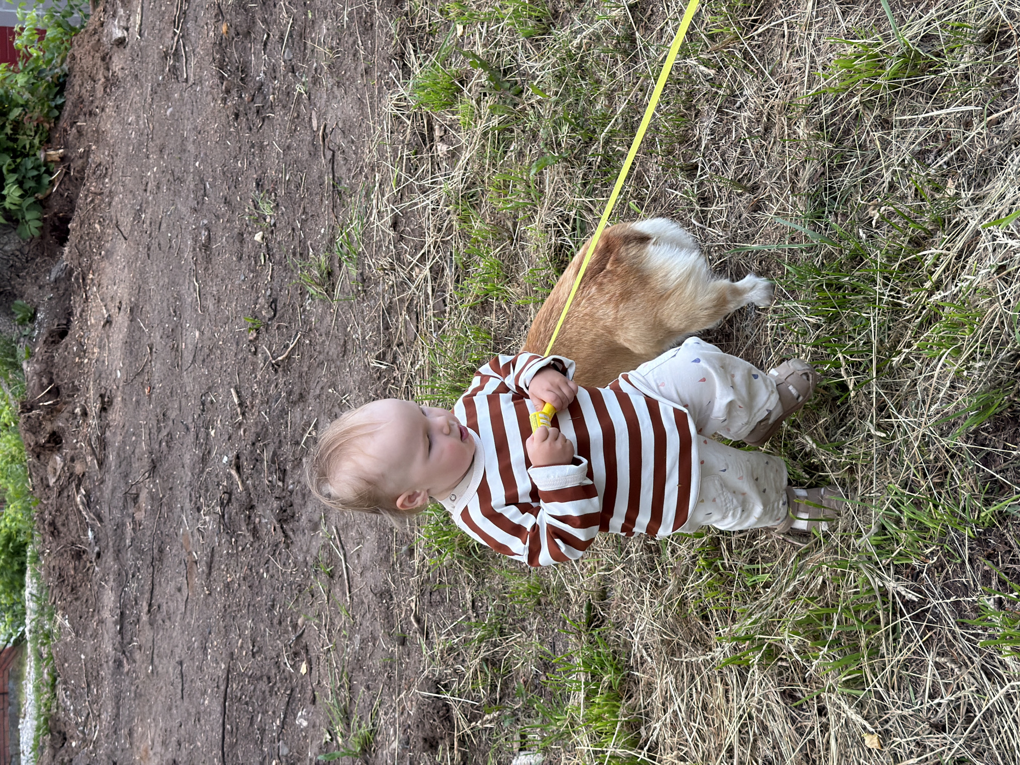 A young child, appearing to be a toddler, stands outdoors in a grassy, somewhat disheveled area. The child is wearing a long-sleeved striped shirt in brown and white, and light-colored pants with small red and blue droplets. The child is holding a yellow object. To the child's right, a dog with light brown and white fur is visible, with its tail and hindquarters showing. A yellow leash connects to the dog and extends towards the child. The ground is covered in dry grass, twigs, and dirt. In the background, there is a pile of dirt and debris, suggesting some kind of construction or land clearing. The scene appears to be in a rural or semi-rural setting, possibly a backyard or undeveloped lot within the city of Chaikovsky, Russia, given the context. The lighting suggests it is daytime.