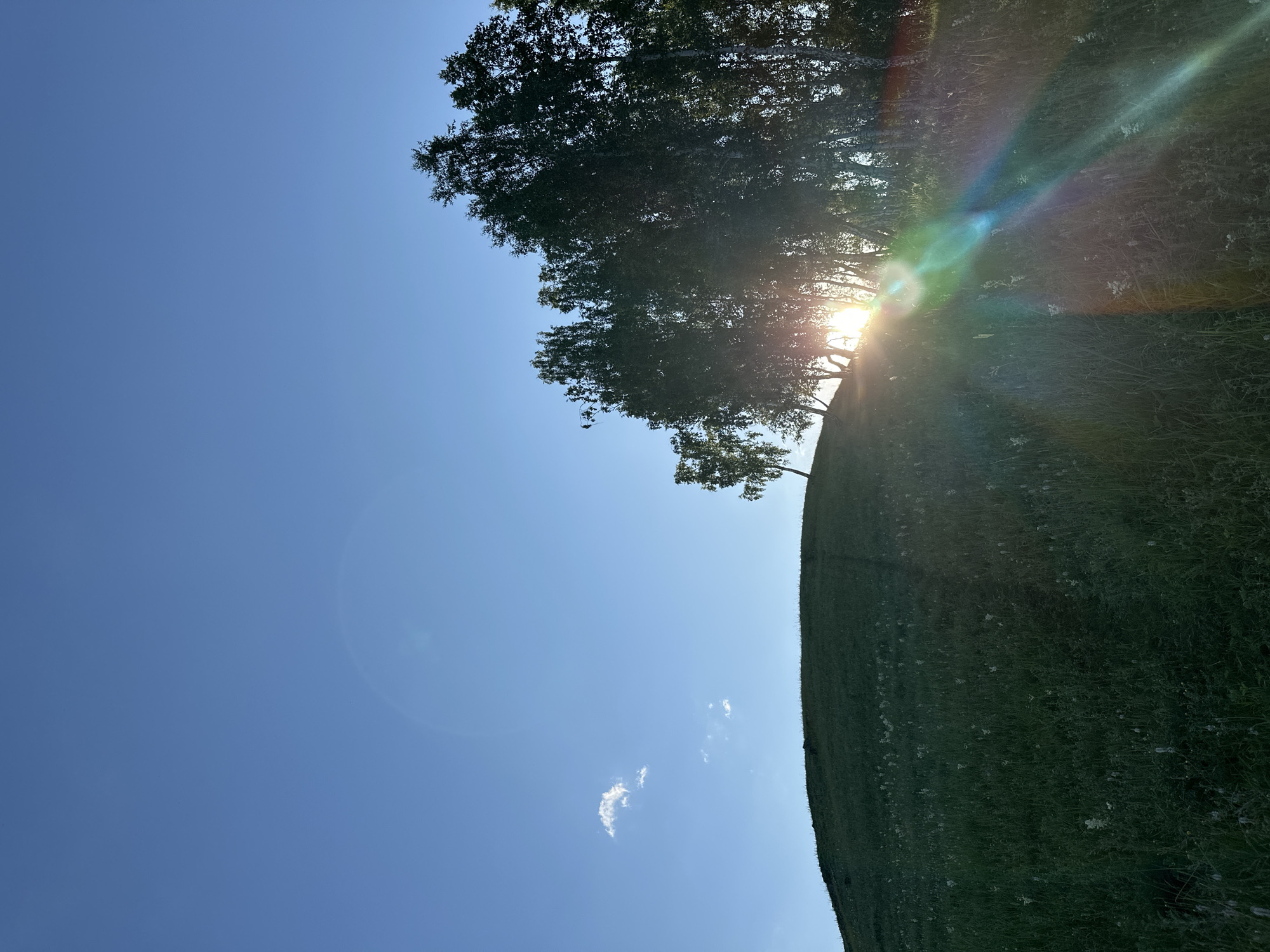 This is a photograph taken outdoors on a clear day. The image is oriented sideways, with the sky occupying the left side and a grassy hillside on the right. A line of trees is visible along the crest of the hill, with sunlight shining through the branches. The sun's rays create a lens flare effect with streaks of rainbow colors. The sky is a deep blue with a few small, wispy clouds. The hillside is covered in green grass and some small white wildflowers. The overall impression is one of a peaceful, natural landscape bathed in sunlight. It appears to be late afternoon or early evening due to the angle of the sun. There is no visible text in the image.
