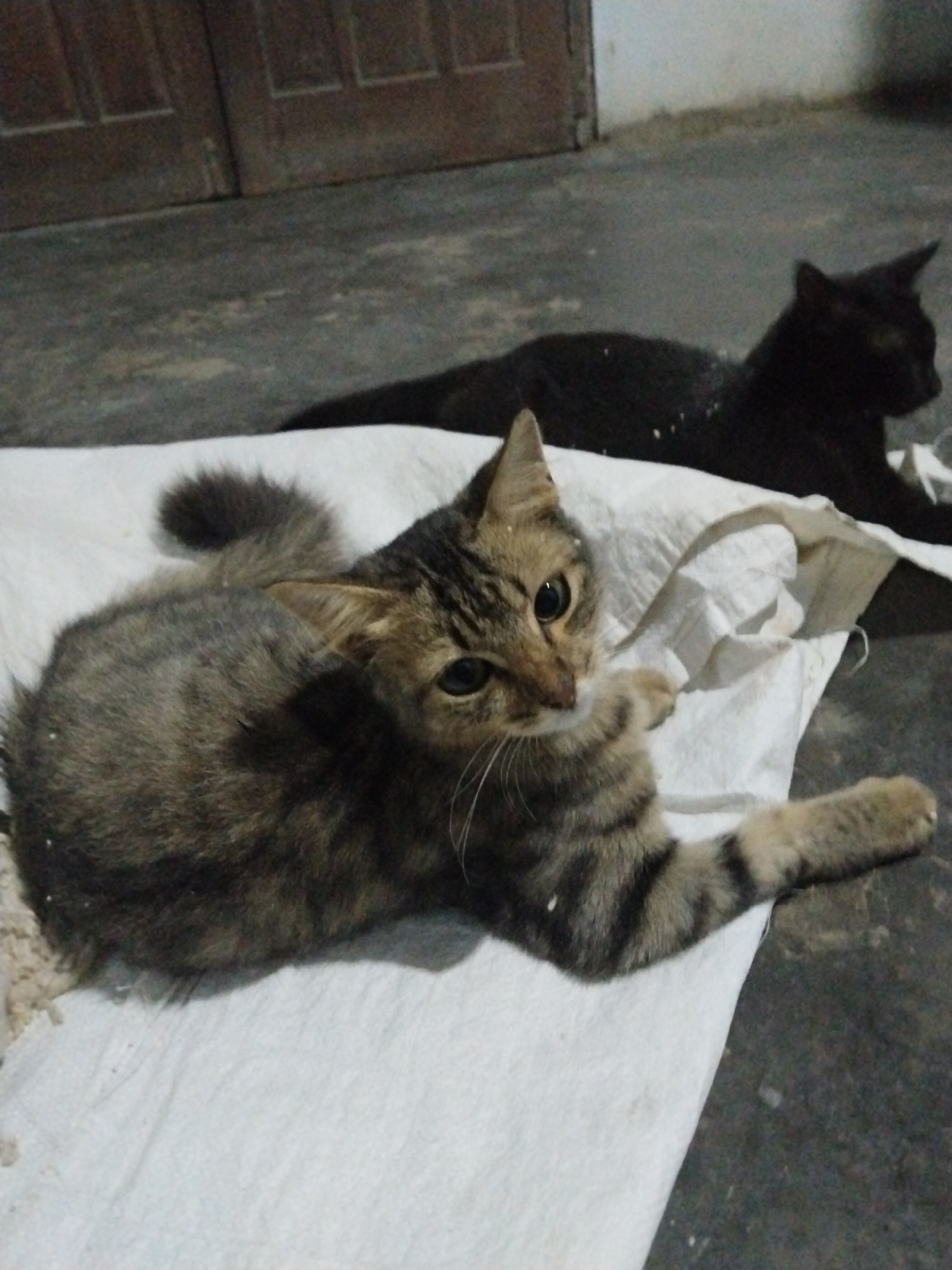 Two cats are resting indoors. The foreground cat is a brown tabby, lying on a white cloth. It has a short, fluffy tail and is gazing towards the viewer with its head tilted. Its right front paw is extended. Behind the tabby cat is a black cat, lying in the background, also resting on the cloth. The background includes a dark grey floor, and the lower portion of a closed wooden door. The location appears to be inside a home or building in an unidentified city.