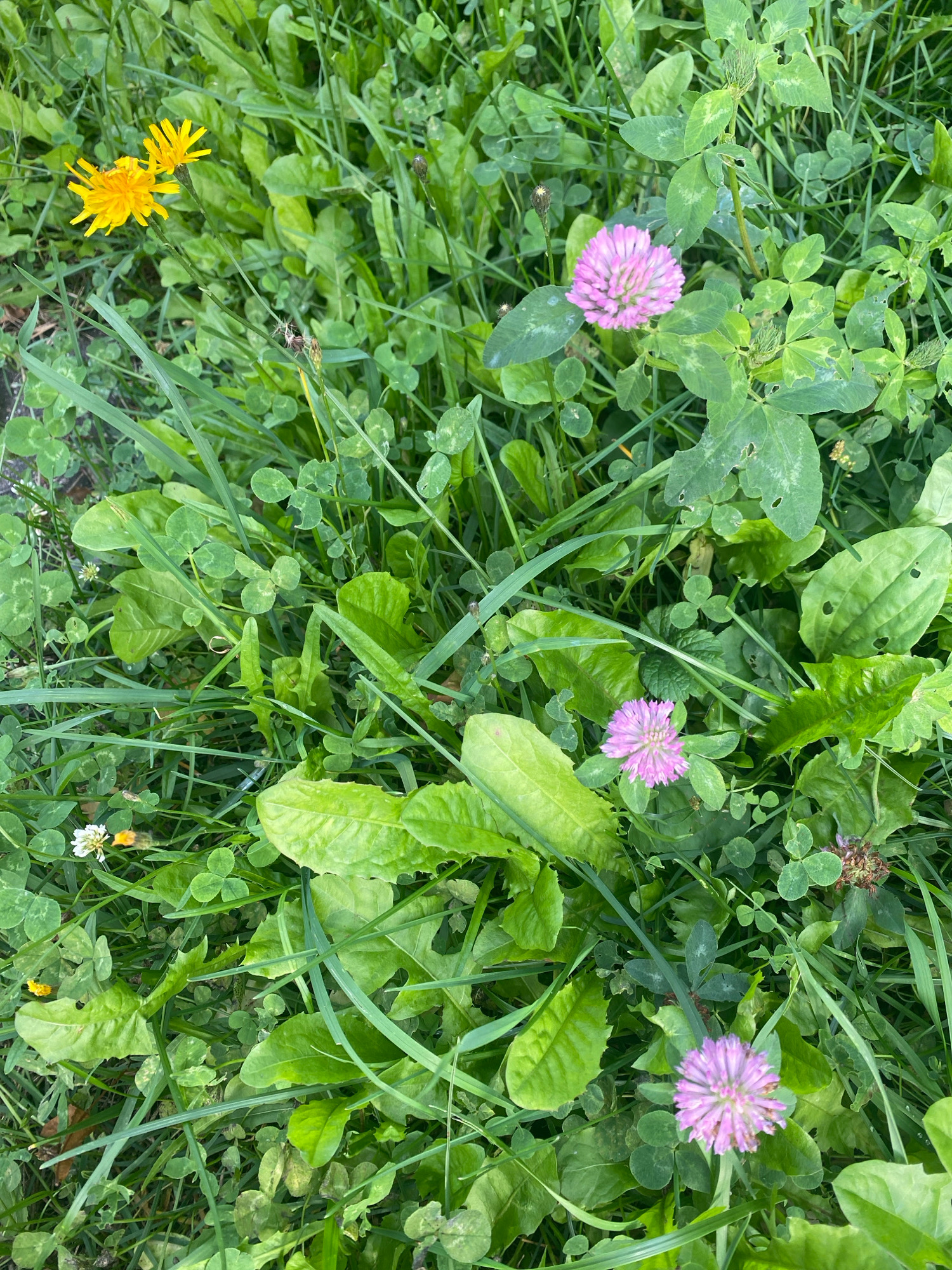 The image depicts a close-up view of a grassy area with several wildflowers. The dominant elements are various green leaves and stems, interspersed with flowers.
Specifically, there are several pink, clover-like flowers, a cluster of yellow dandelion flowers, and a few small white flowers. The foliage appears lush and varied, suggesting a natural or semi-natural environment. Some leaves show signs of damage or insect activity. The overall impression is that of a natural ground cover, possibly in a park, garden, or undeveloped area.
The location in Ivanteyevka, Russia, is noted, but the image itself does not contain any visual cues to confirm this specific geographic location or any urban elements. The scene is purely botanical.