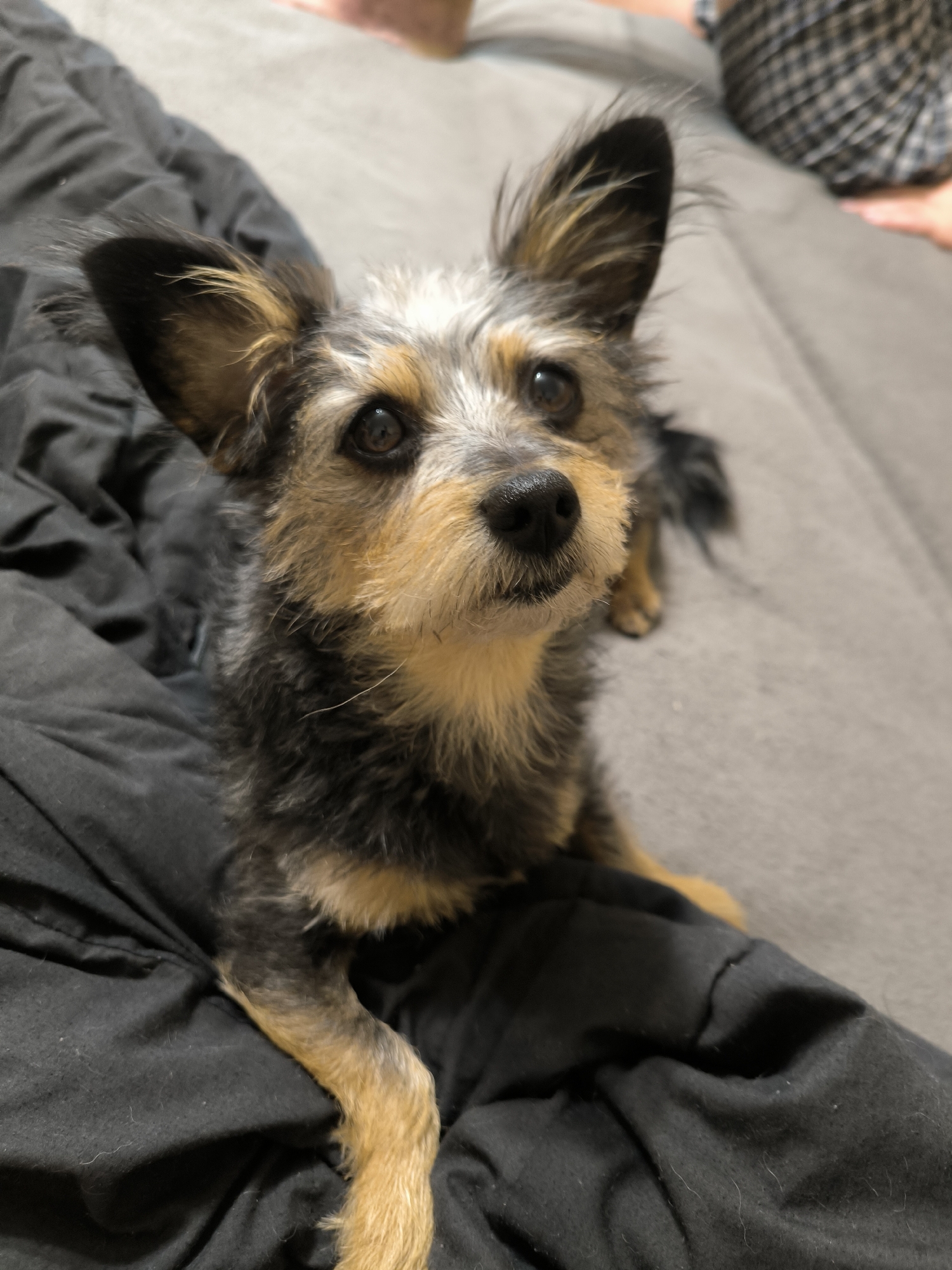 A small, scruffy terrier mix dog with black, gray, and tan fur is lying on a dark gray blanket. The dog is facing the camera with its head slightly tilted and its ears perked up. Its eyes are dark brown and it has a black nose. The dog's front paws are resting on the blanket, and its hind legs are tucked underneath. The background is a blurred gray surface, possibly a bed or couch. There are no discernable landmarks or environmental details that would allow for specific location identification within the city of Mykolaiv, Ukraine. The image focuses solely on the dog and its immediate surroundings.