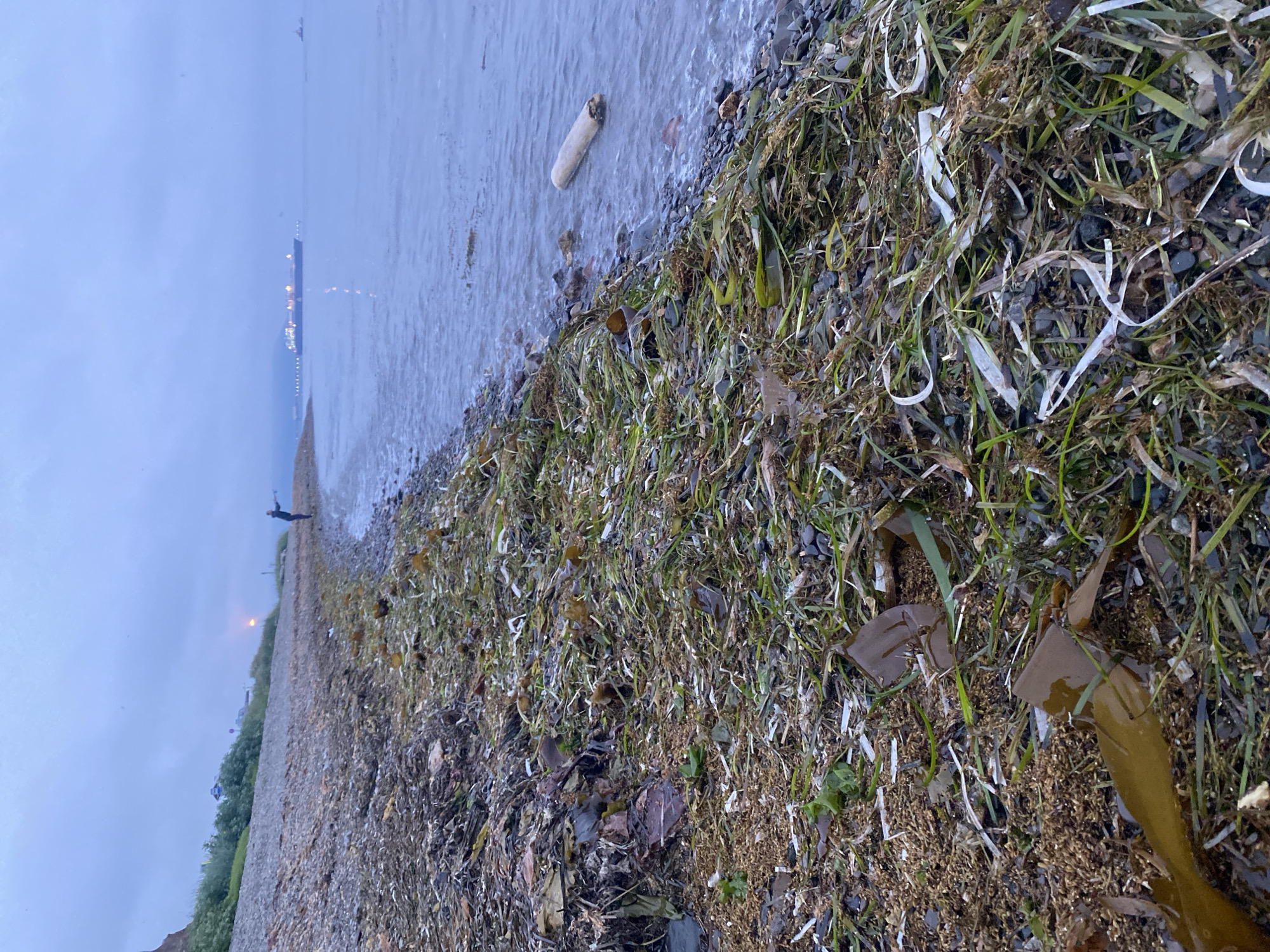 The image shows a pebble beach in Korsakov, Russia, covered in seaweed and debris. In the distance, a person stands near the water's edge, facing away from the camera. Further out at sea, a large cargo ship with lights on is visible, along with a smaller vessel. The sky is overcast, and the water appears calm. The foreground is dominated by a thick layer of washed-up seaweed, broken shells, and other detritus, creating a textured and somewhat messy scene. A piece of driftwood is floating in the shallow water on the right side of the image.