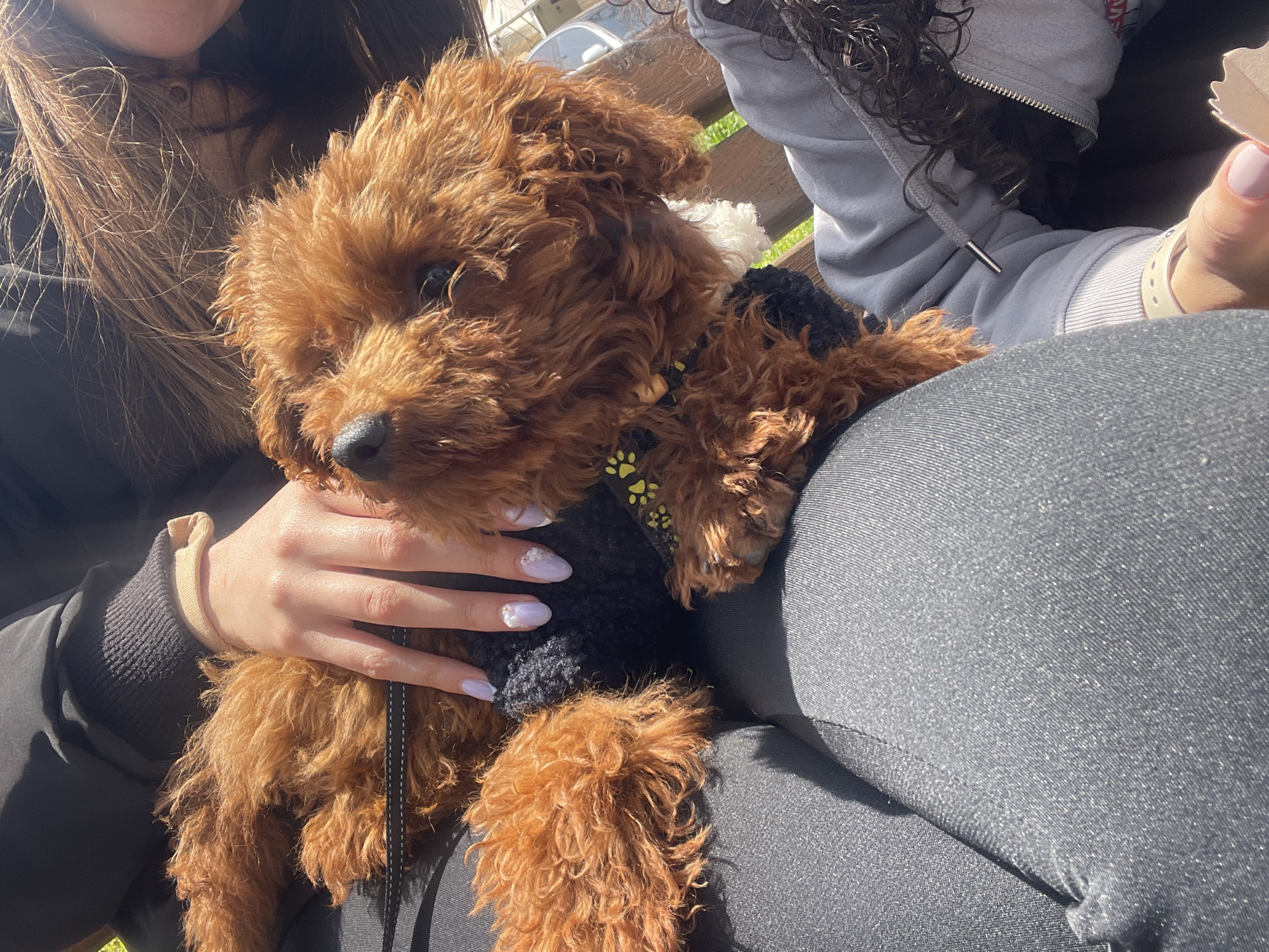 A medium shot captures a reddish-brown toy poodle sitting on someone's lap outdoors. The poodle is wearing a black sweater with yellow paw prints. A person with long, brown hair wearing a black jacket is visible on the left side of the frame. A second person, partially visible on the right, is wearing a gray hooded sweatshirt. The dog is positioned on the lap of the person wearing gray, who also has light-colored nails. The background shows a blurry scene with benches and possibly other urban elements. The specific location in Sofia, Bulgaria, cannot be determined from the image.