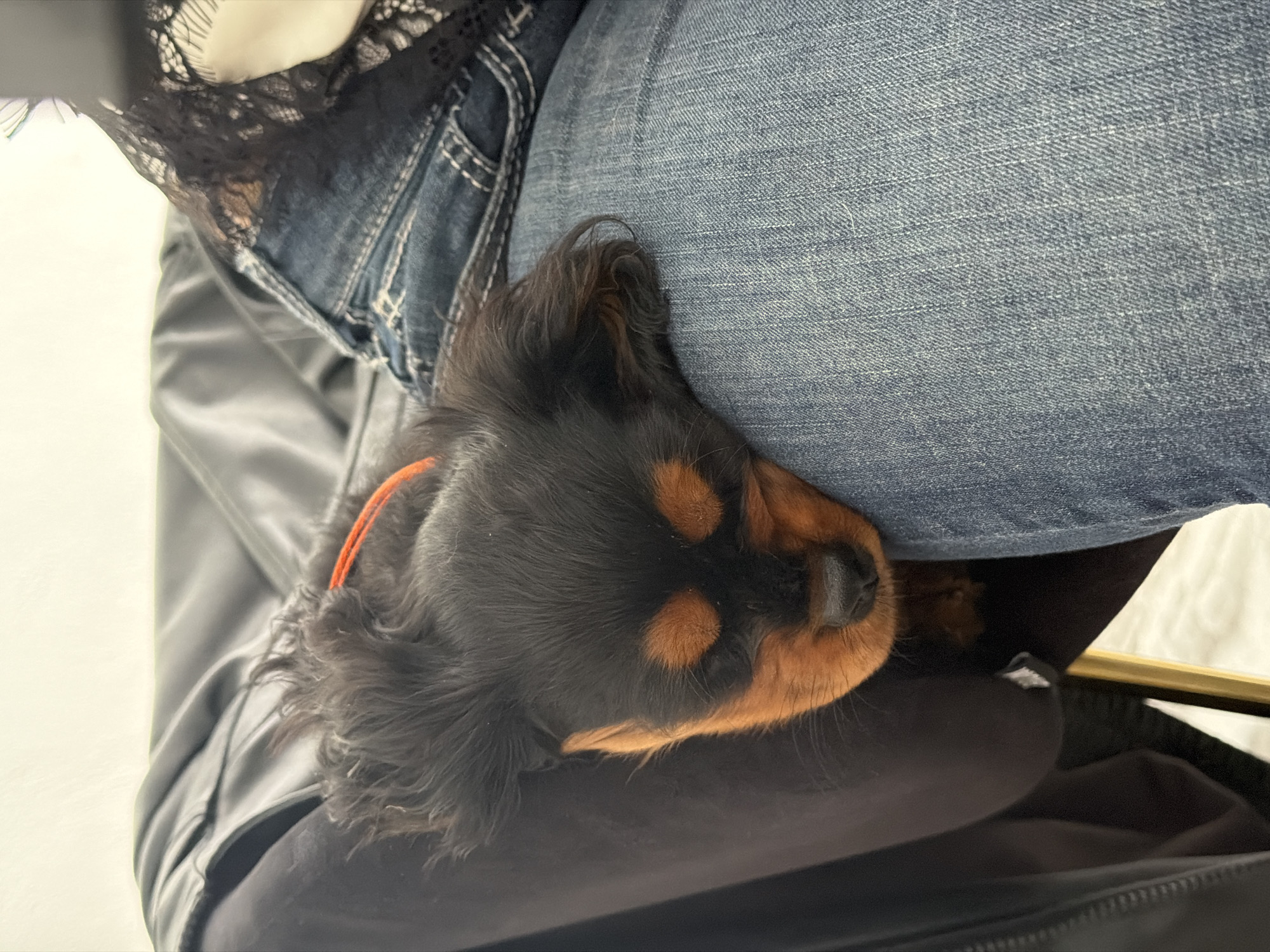 A small, black and tan dog with an orange collar is sleeping peacefully, nestled against a person's leg. The dog, possibly a Cavalier King Charles Spaniel or similar breed, has distinct tan markings on its muzzle, cheeks, and above its eyes, which are closed in slumber. Its black fur is soft and slightly wavy.
The person is wearing light blue denim jeans with visible stitching and a pocket on the left side. The fabric texture of the jeans is clearly discernible. A dark garment, possibly a top or jacket, with intricate lace detailing, is visible near the upper left of the image. The dog is resting on a dark, soft surface, which appears to be the person's lap or a cushion.
The scene is an intimate, close-up view, suggesting an indoor setting. The background on the left is a soft, light color, while a darker surface and a hint of a metallic, possibly golden, object are visible on the right. The overall impression is one of calm, comfort, and quiet companionship. There is no visible text in the image. While the location context is provided as Puebla, Mexico, there are no specific visual cues within the image itself to confirm this.