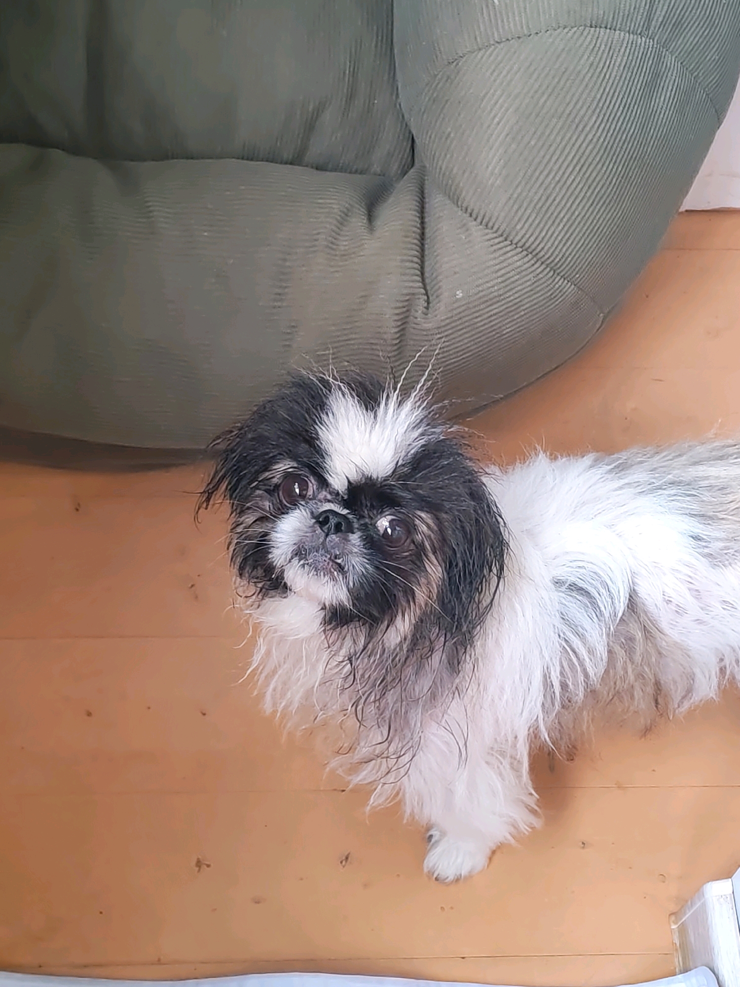 A black and white Shih Tzu dog with wet fur is standing on a wooden floor next to a large, olive-green, textured beanbag chair. The dog is looking up towards the camera with its mouth slightly open. The environment appears to be indoors, possibly a living room or play area. There are no identifiable landmarks or specific features that would indicate the location within Izhevsk, Russia.