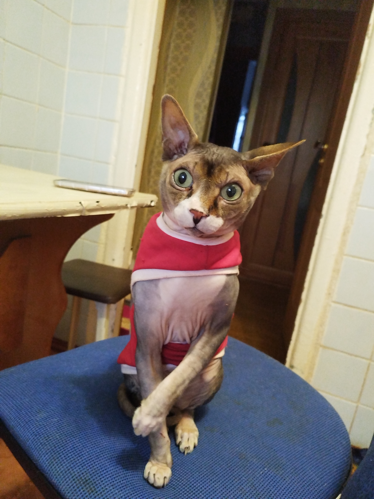 A hairless cat, dressed in a red and white shirt, sits on a blue chair. The cat has large green eyes and is looking at the camera. The background of the image includes a wooden table, a stool, and a tiled wall. The lighting suggests an indoor setting, possibly a home.