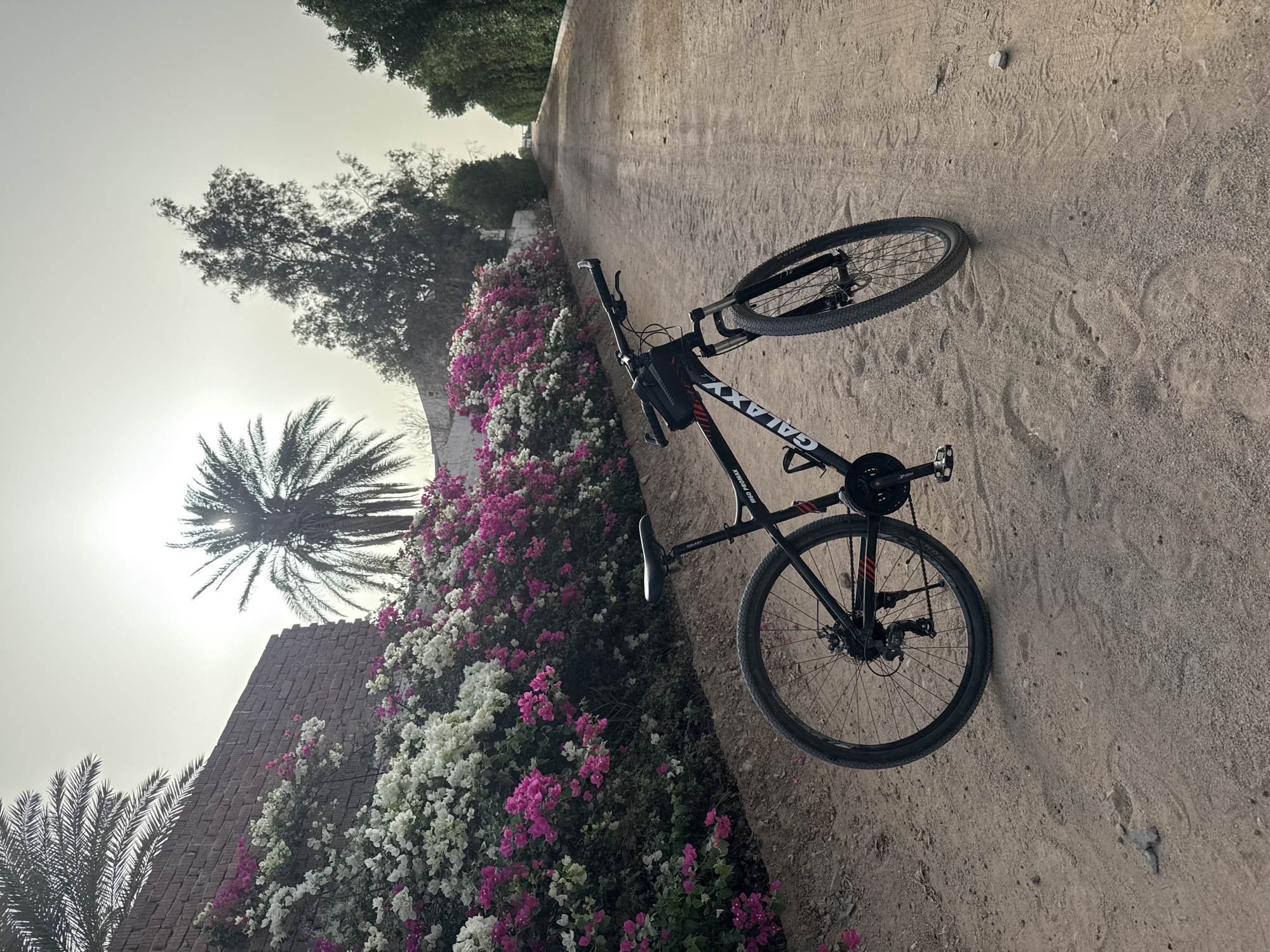 A bicycle is lying on its side on a sandy path. The bicycle is black with red accents, and the brand name "GALAXY" is visible on the frame. The path runs between a brick wall covered in white and pink bougainvillea flowers and trees or bushes on the other side. Palm trees and a light-colored sky are visible in the background. The location is Unknown, Unknown.