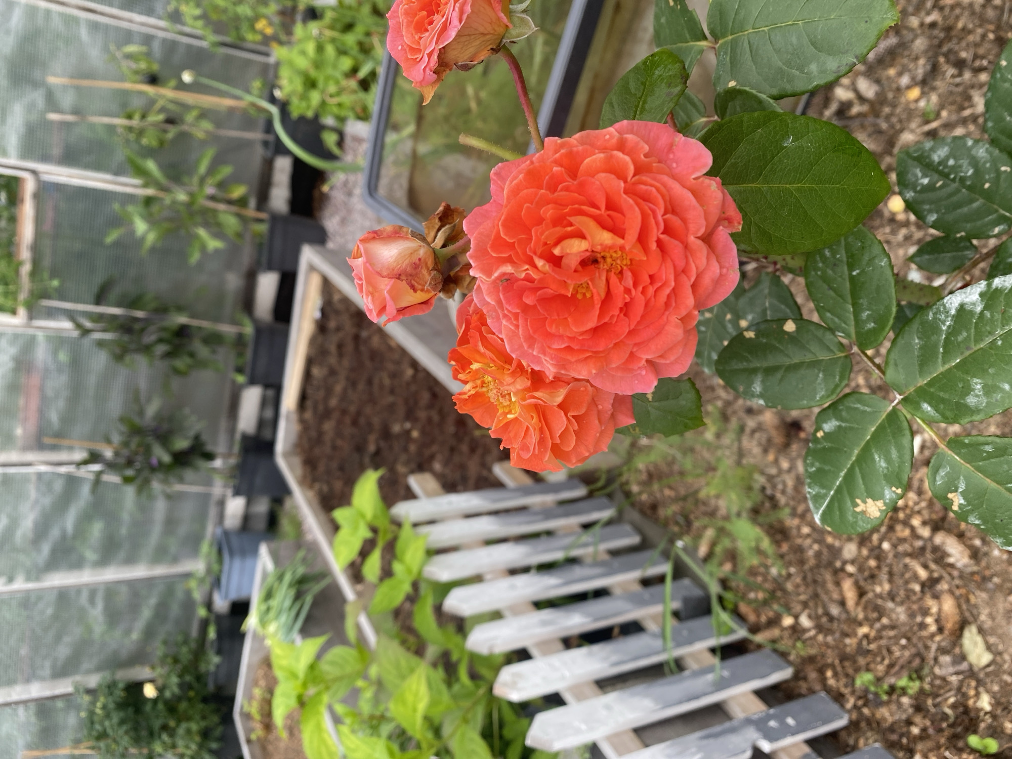 The image depicts a greenhouse with raised garden beds and various plants. In the foreground, a cluster of vibrant orange roses is in bloom. To the left, a white picket fence separates the roses from a garden bed containing green leafy vegetables and scallions. Beyond the fence, more raised garden beds are visible, some filled with soil and others with plants. In the background, several larger potted plants, likely vegetables or fruit-bearing plants, are arranged along the greenhouse wall. The greenhouse structure is made of translucent material supported by metal framing. The ground appears to be covered with mulch or soil. The scene suggests a well-maintained garden within a controlled environment, likely for agricultural purposes or personal cultivation. The location specified as Tret'ya Pad', Russia, is not visually represented in the image itself.