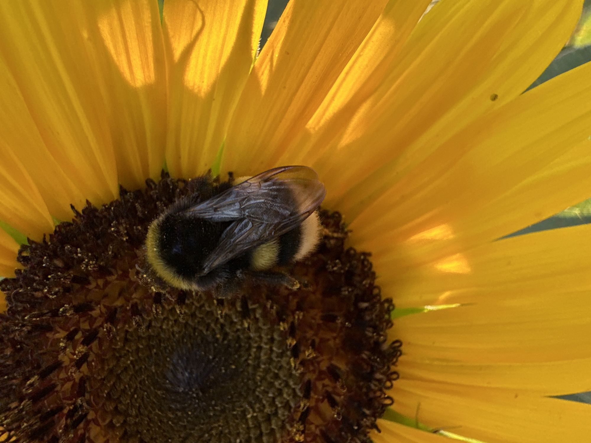 A close-up, high-angle shot captures a bumblebee with black and yellow stripes resting on the center of a sunflower. The bee is positioned on the dark, textured disc florets, with its wings folded. The vibrant yellow petals of the sunflower radiate outwards from the center, some catching the sunlight and appearing brighter. The background is out of focus, showing hints of greenery. The image was taken in Unknown, Unknown.