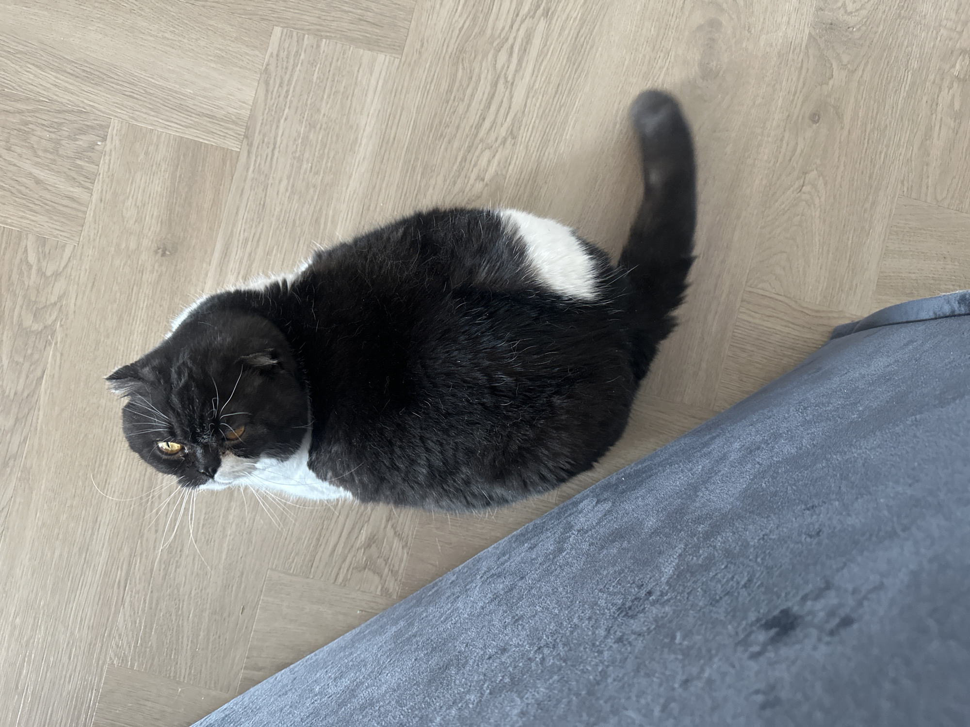 A black and white cat is seen from above, lying on a light wood-grain floor. Its head is turned upwards and to the left. A dark grey upholstered object is partially visible on the right side of the frame. The scene is indoors and there is no information about a specific location of the city of Kharnavy, Russia.