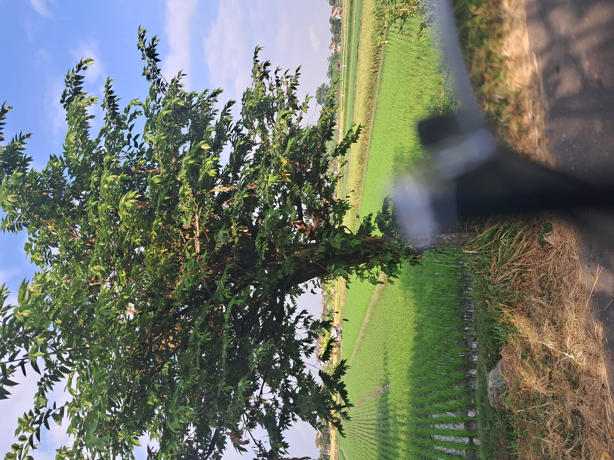 The image captures a serene rural landscape in Kwaren, Indonesia, on a bright, sunny day. In the foreground, a large tree with lush green leaves stands prominently, its trunk partially visible. To the left and extending into the background, vast, vibrant green rice paddies are meticulously cultivated, with rows of young rice plants stretching towards the horizon. The waterlogged fields reflect the sunlight, creating a shimmering effect. In the distance, a few small buildings and scattered vegetation are visible, suggesting a small village or scattered settlements. The sky is a clear, brilliant blue, dotted with a few wispy white clouds. A blurred, dark object, possibly a part of a vehicle or a camera accessory, occupies the bottom right corner of the frame, partially obscuring the view of the road and dry grass in the immediate foreground. The overall scene evokes a sense of peace and agricultural abundance.