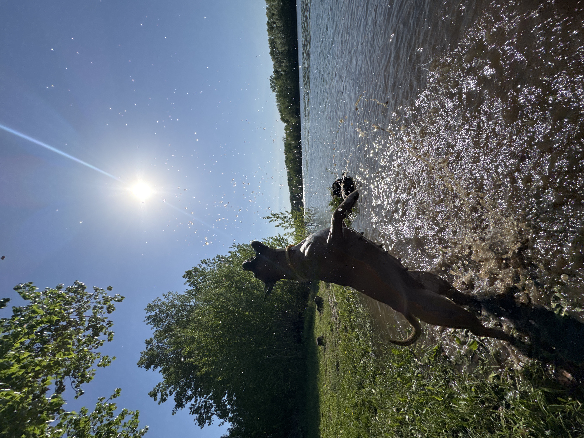 A full-bodied dog is shown leaping in a body of water near Chaikovsky, Russia. The sun is brightly shining in the sky. Water droplets are suspended in the air as a result of the dog’s movement. Green foliage is present on the shore and across the body of water. The body of water is murky.