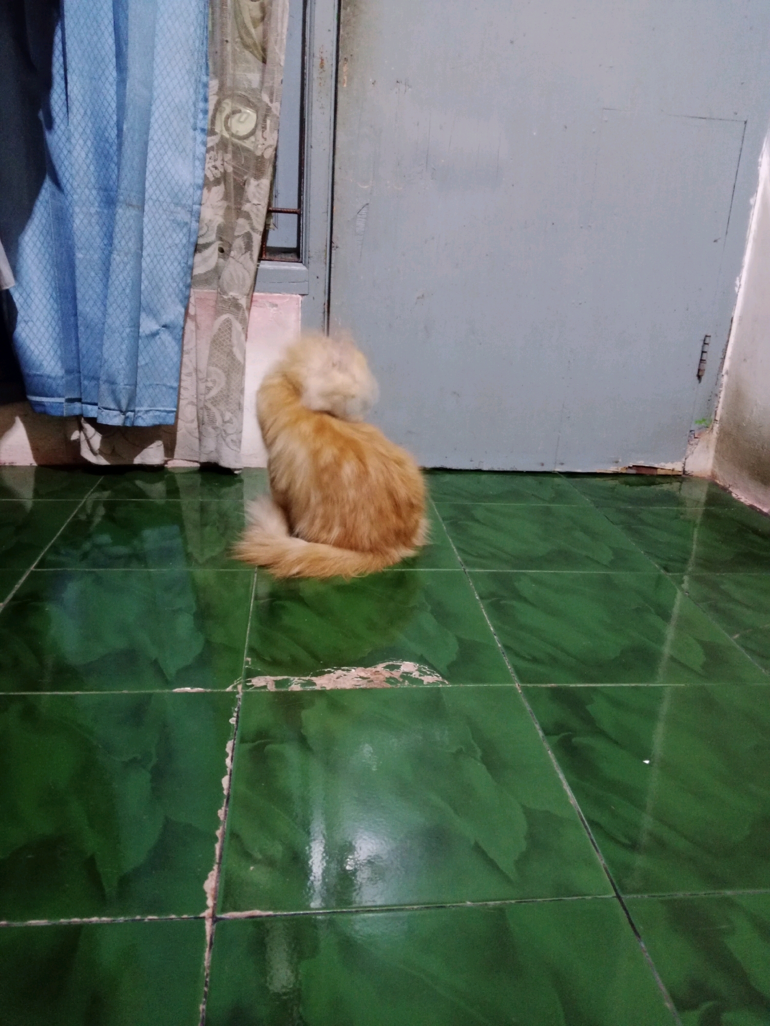 The image depicts an indoor scene with a ginger-colored cat sitting on a green tiled floor. The cat is facing away from the camera, its head turned to the side. Behind the cat, there is a grey door and a window covered by curtains. The floor tiles appear worn and the grout between them is visible. The lighting suggests an indoor environment, possibly a room in a residential building. There is no discernible information in the image that would place it specifically in Cianjur, Indonesia.