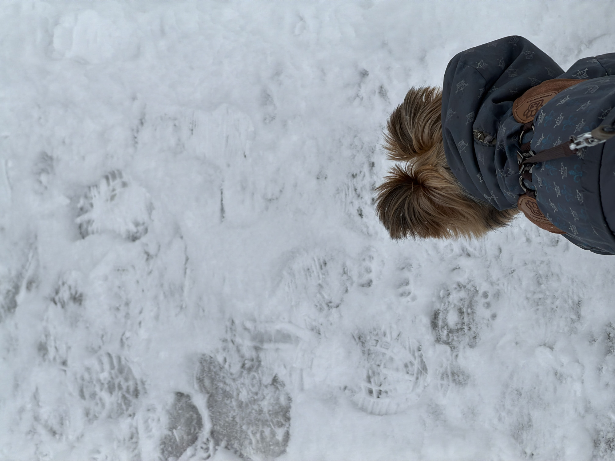 A high-angle shot shows a snow-covered path. Footprints and paw prints are visible in the snow. A dog is wearing a patterned jacket. The location is Izhevsk, Russia.