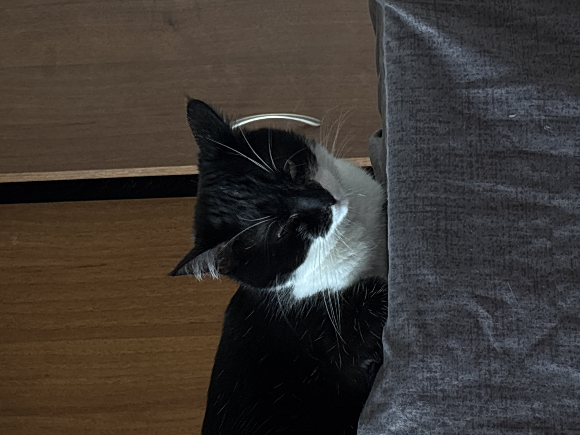 The image depicts a bicolor domestic cat resting indoors. The cat is predominantly black with a distinct white blaze on its muzzle, chin, and chest, extending down its forelegs. Its eyes are closed, and its head is slightly lowered, indicating it is asleep or deeply relaxed. White whiskers extend from its muzzle. The fur on its ears shows some lighter, possibly greying, strands. The cat is positioned on a textured, grey fabric surface, possibly a blanket or cushion. The background consists of a vertical wooden paneling or furniture surface, exhibiting a medium brown tone with visible wood grain. To the left of the cat's head, a narrow, dark vertical strip, possibly a seam or shadow, is visible against the wood. To the right of the cat's head, a curved, reflective metallic object, resembling a handle, is attached to the wooden background. The scene is brightly lit. There are no identifiable features within the image to determine its location as Kyiv, Ukraine, or any specific city.