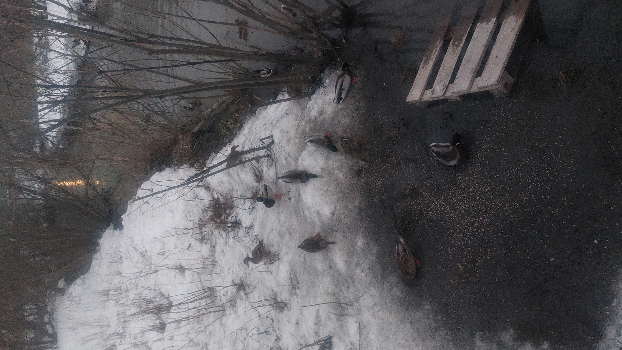 The image shows a winter scene, likely outdoors in Novosibirsk, Russia. A partially frozen body of water, potentially a river or pond, is visible, bordered by bare trees and snow-covered ground. Several ducks are present, some on the snow and some near the water's edge. Grain or feed is scattered on a patch of bare, muddy ground near the water. A wooden pallet sits nearby. The sky is overcast.
