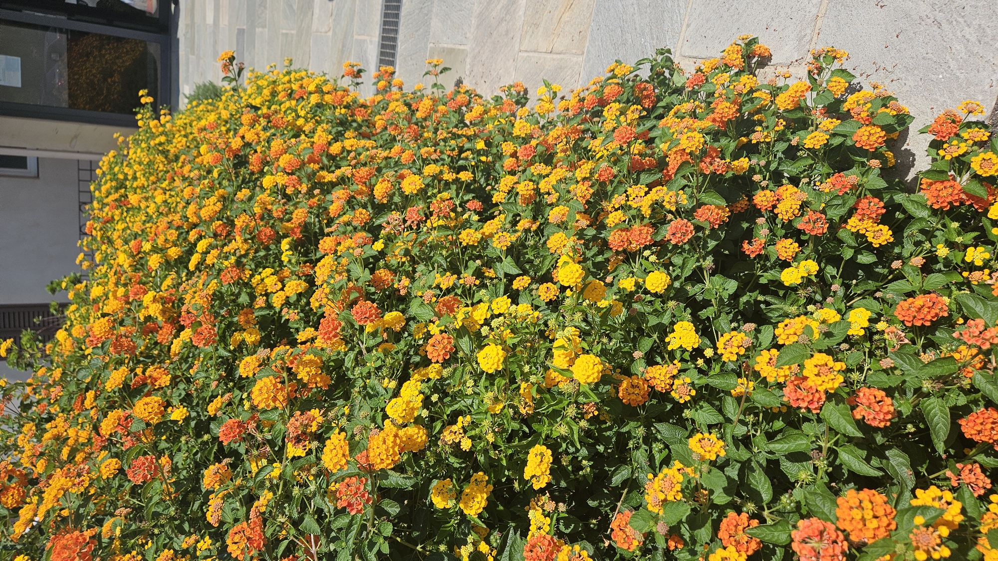 In L'Île-Rousse, France, a dense cluster of Lantana flowers, featuring a vibrant mix of orange and yellow blooms, cascades down a stone pathway. The flowers are interspersed with dark green foliage. To the right of the flowers, the pathway is paved with large, light-colored flagstones, with a dark grate visible in the upper right portion of the frame. Behind the flowers, a building with light-colored walls and dark shutters is partially visible.