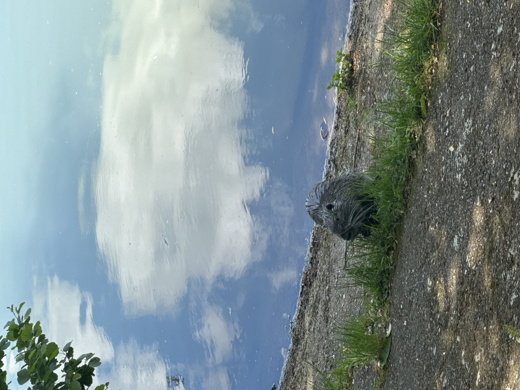 A nutria (coypu) sits near the edge of water, reflecting sky and clouds. The background includes concrete pavement and grass. The location cannot be determined as being in Stara Zagora, Bulgaria from the image.